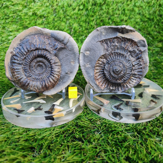 Large dactylioceras sp split pair ammonite fossil Yorkshire - North Yorkshire Fossils