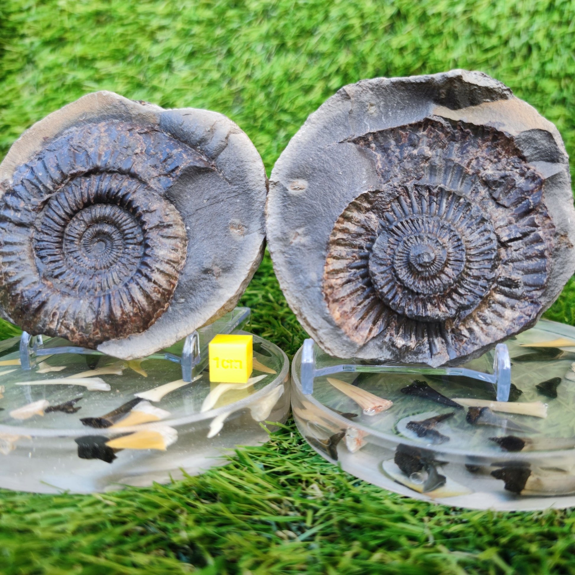 Large dactylioceras sp split pair ammonite fossil Yorkshire - North Yorkshire Fossils