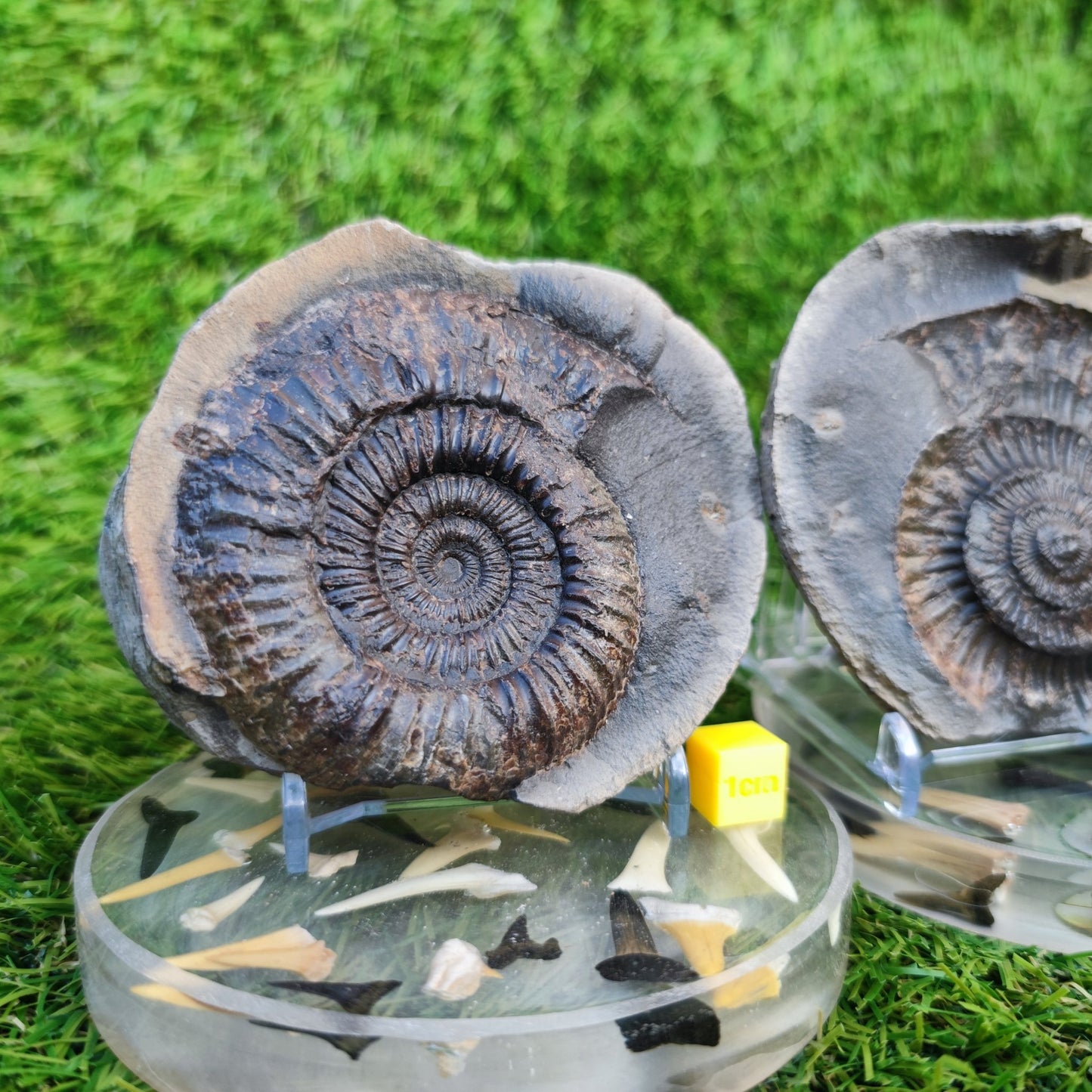 Large dactylioceras sp split pair ammonite fossil Yorkshire - North Yorkshire Fossils