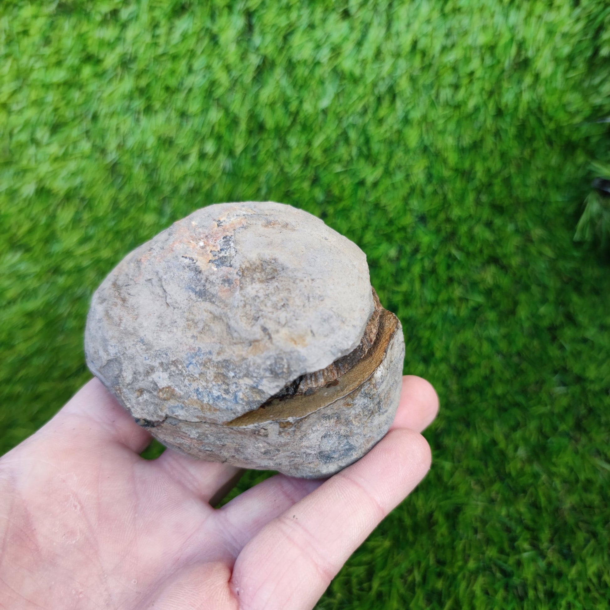 Large dactylioceras sp split pair ammonite fossil Yorkshire - North Yorkshire Fossils