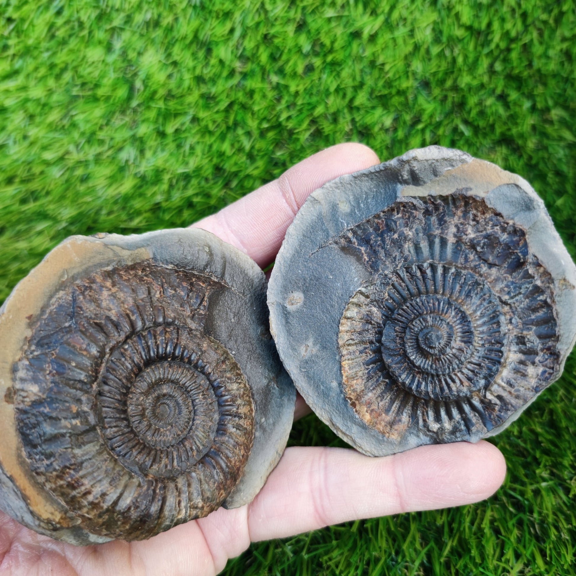 Large dactylioceras sp split pair ammonite fossil Yorkshire - North Yorkshire Fossils