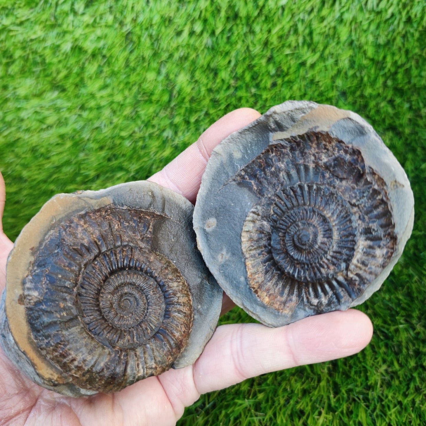 Large dactylioceras sp split pair ammonite fossil Yorkshire - North Yorkshire Fossils