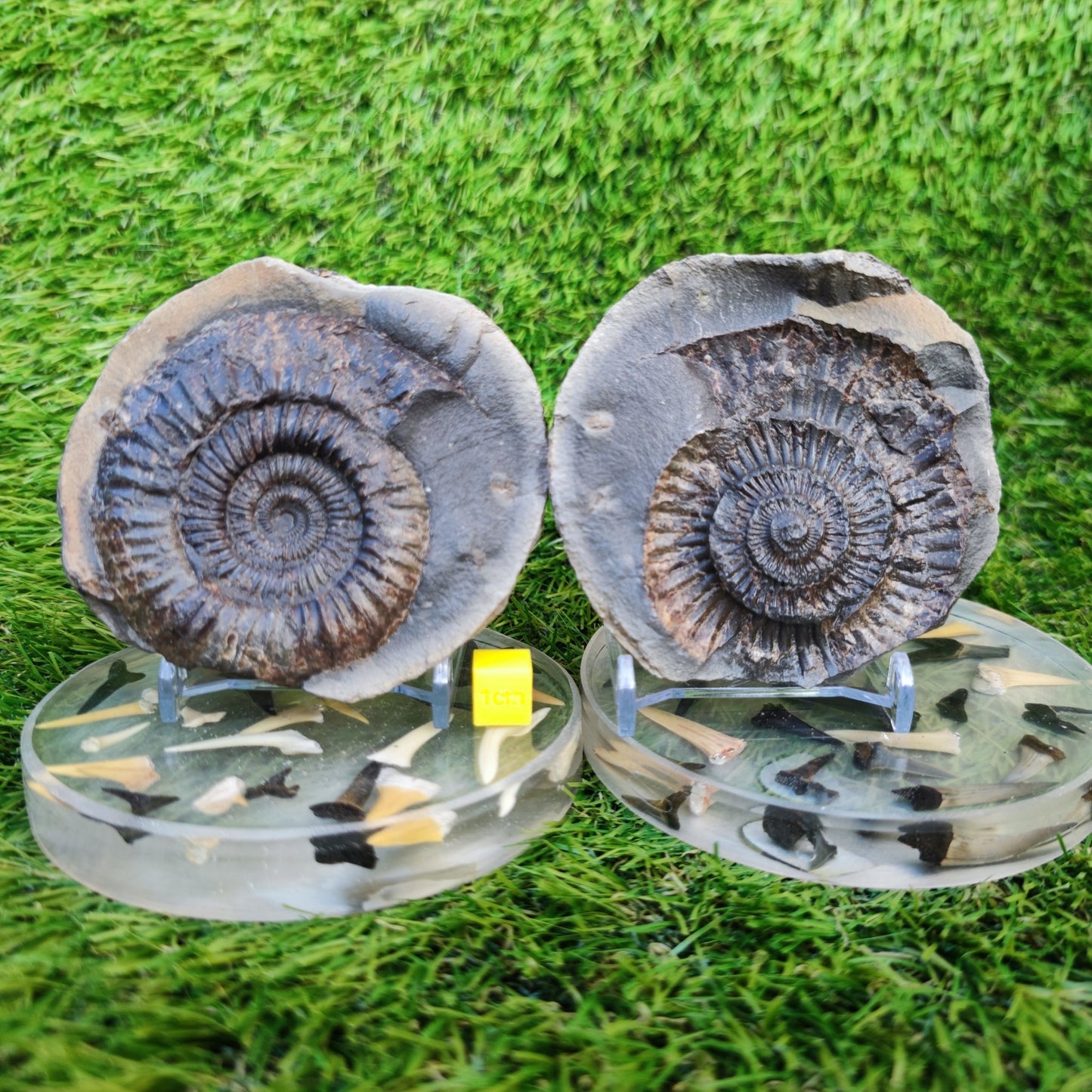 Large dactylioceras sp split pair ammonite fossil Yorkshire - North Yorkshire Fossils