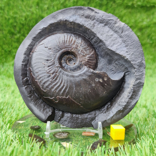 Large Eleganticeras ammonite Whitby North Yorkshire fossils - North Yorkshire Fossils