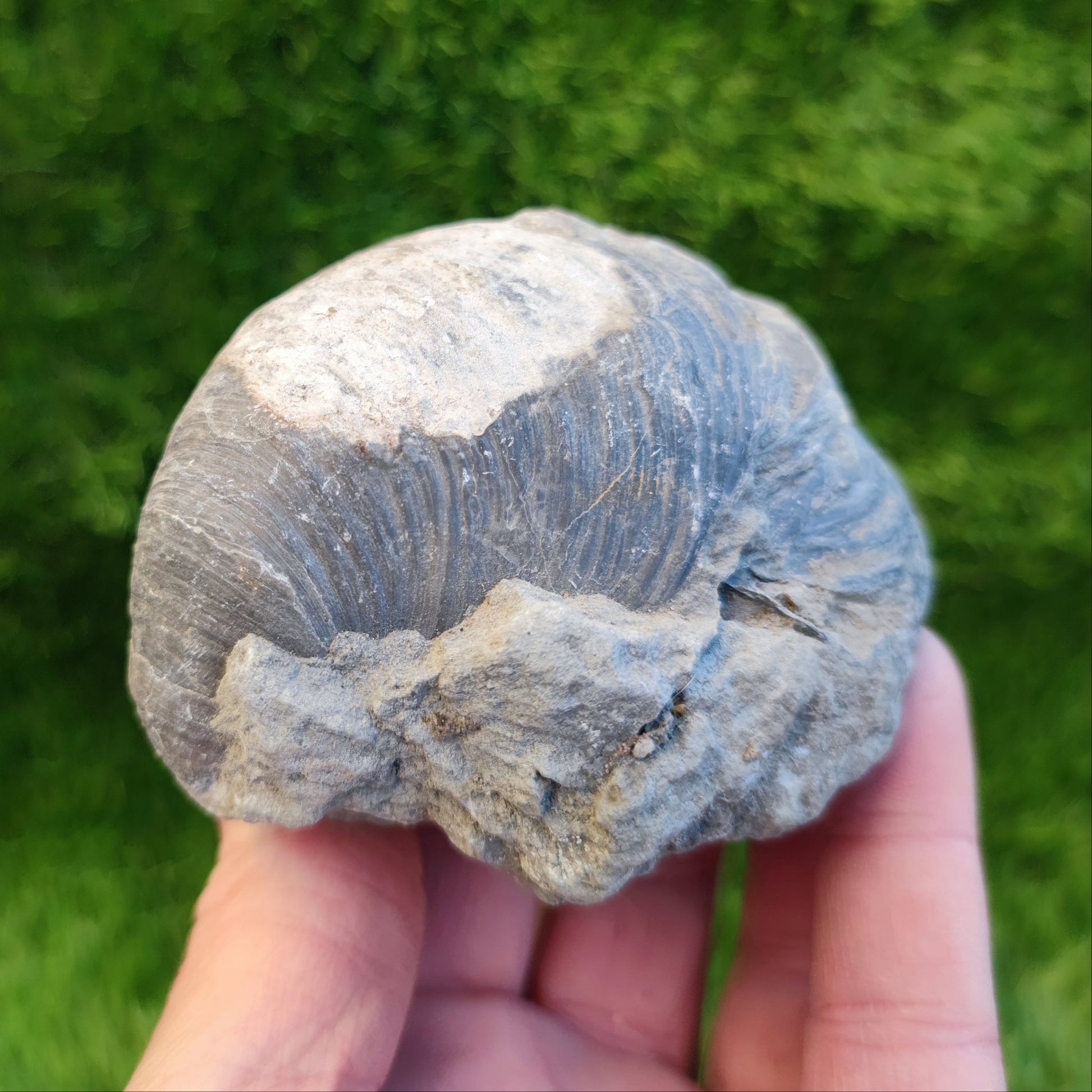Large gryphea devil's toe nail fossil North Yorkshire fossils - North Yorkshire Fossils
