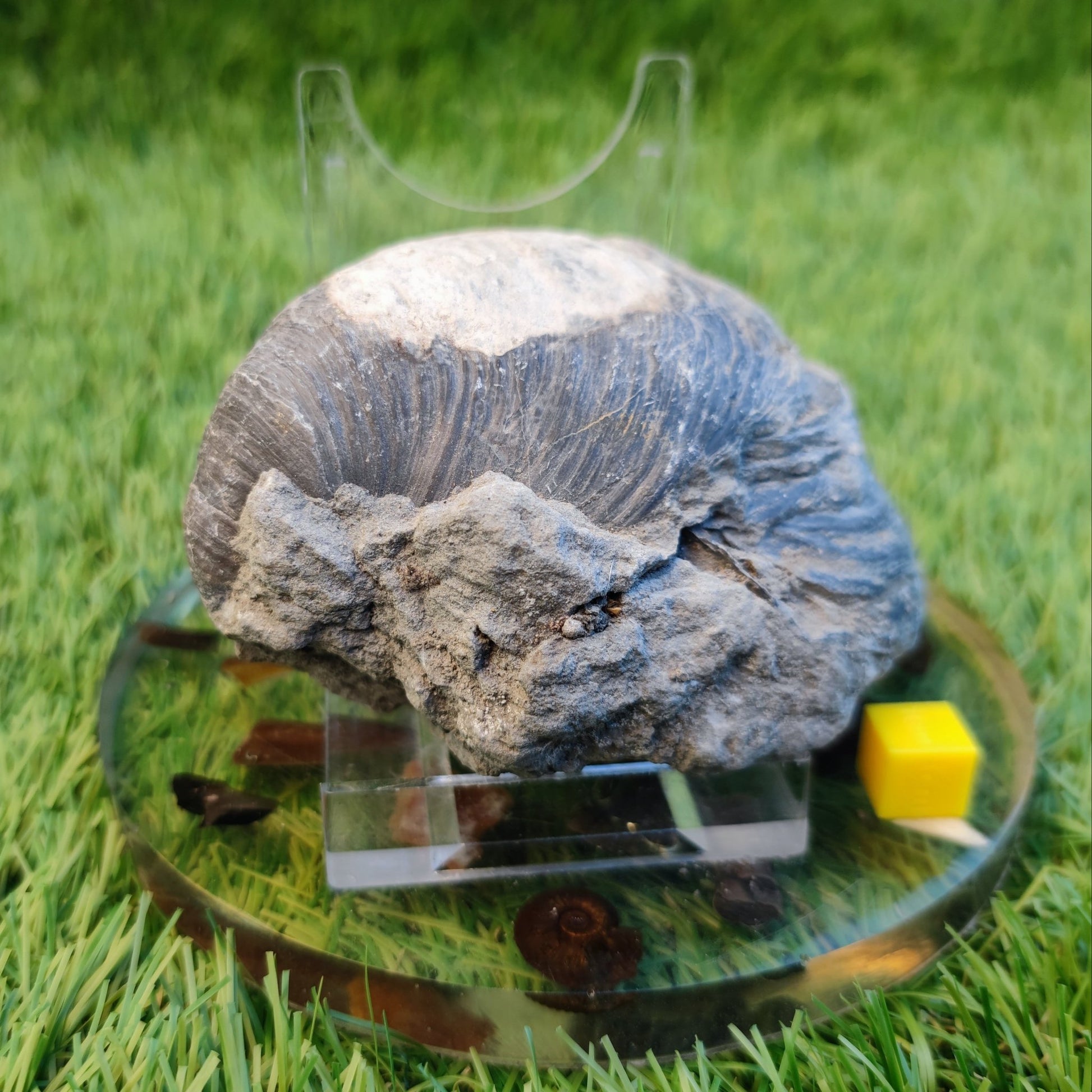 Large gryphea devil's toe nail fossil North Yorkshire fossils - North Yorkshire Fossils
