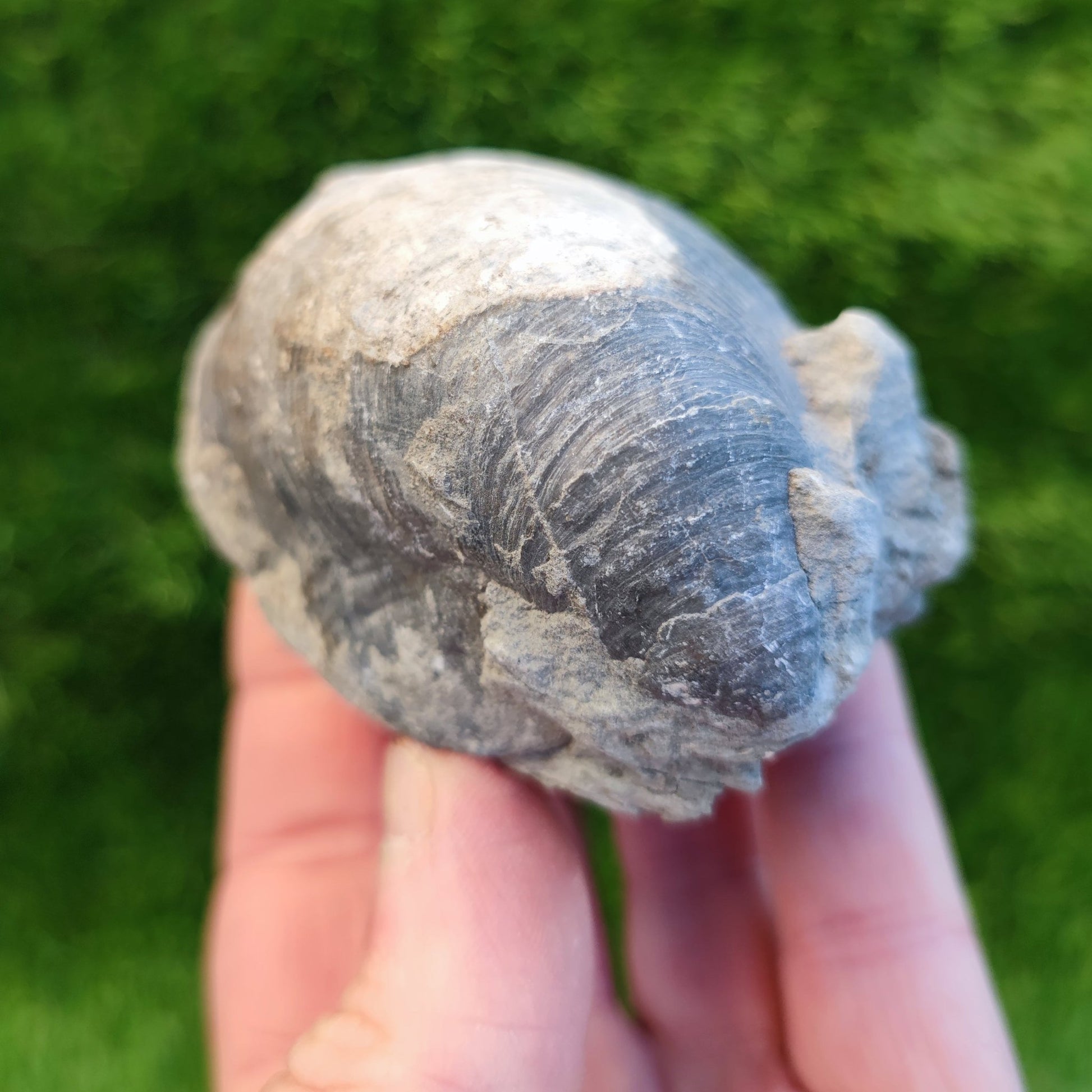 Large gryphea devil's toe nail fossil North Yorkshire fossils - North Yorkshire Fossils