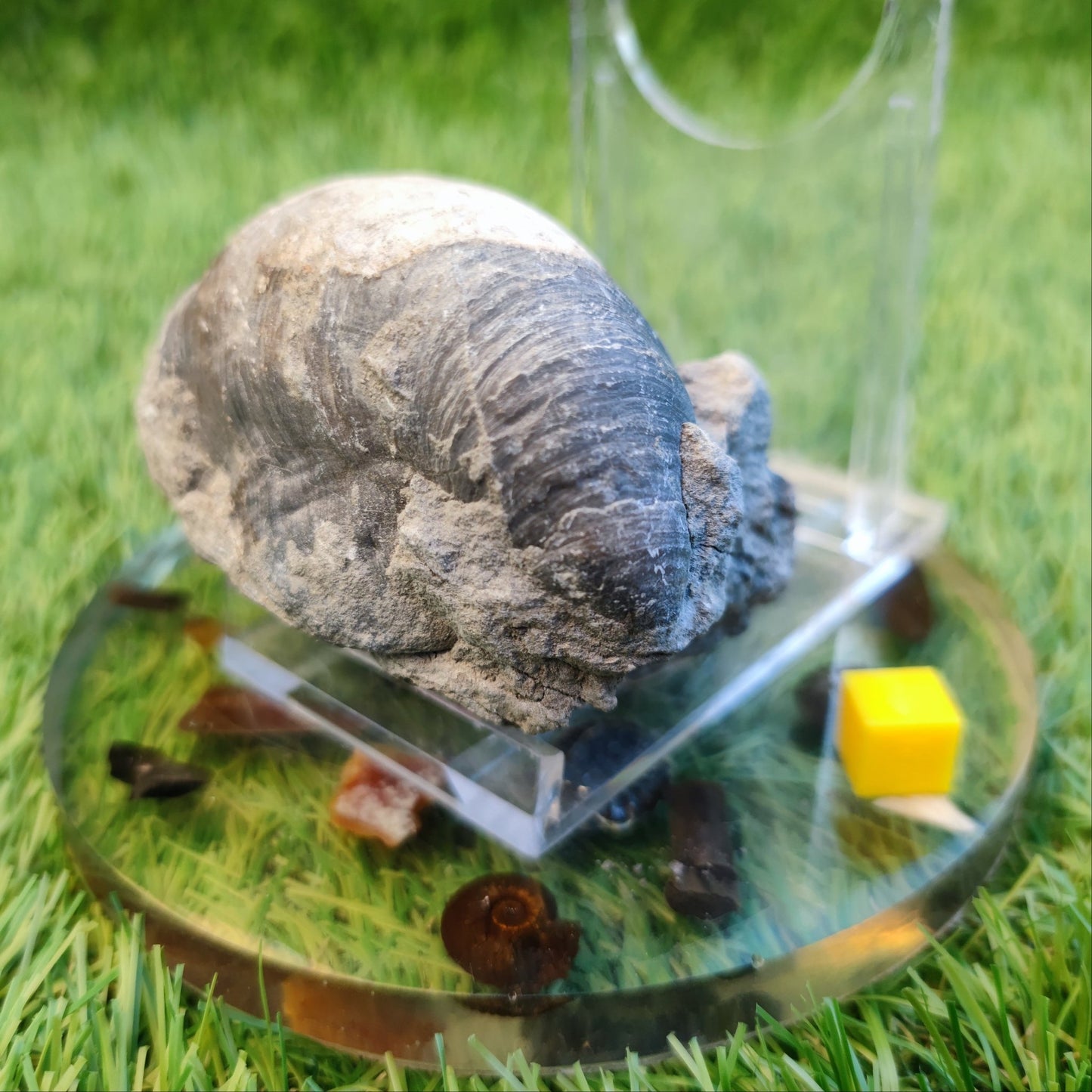 Large gryphea devil's toe nail fossil North Yorkshire fossils - North Yorkshire Fossils