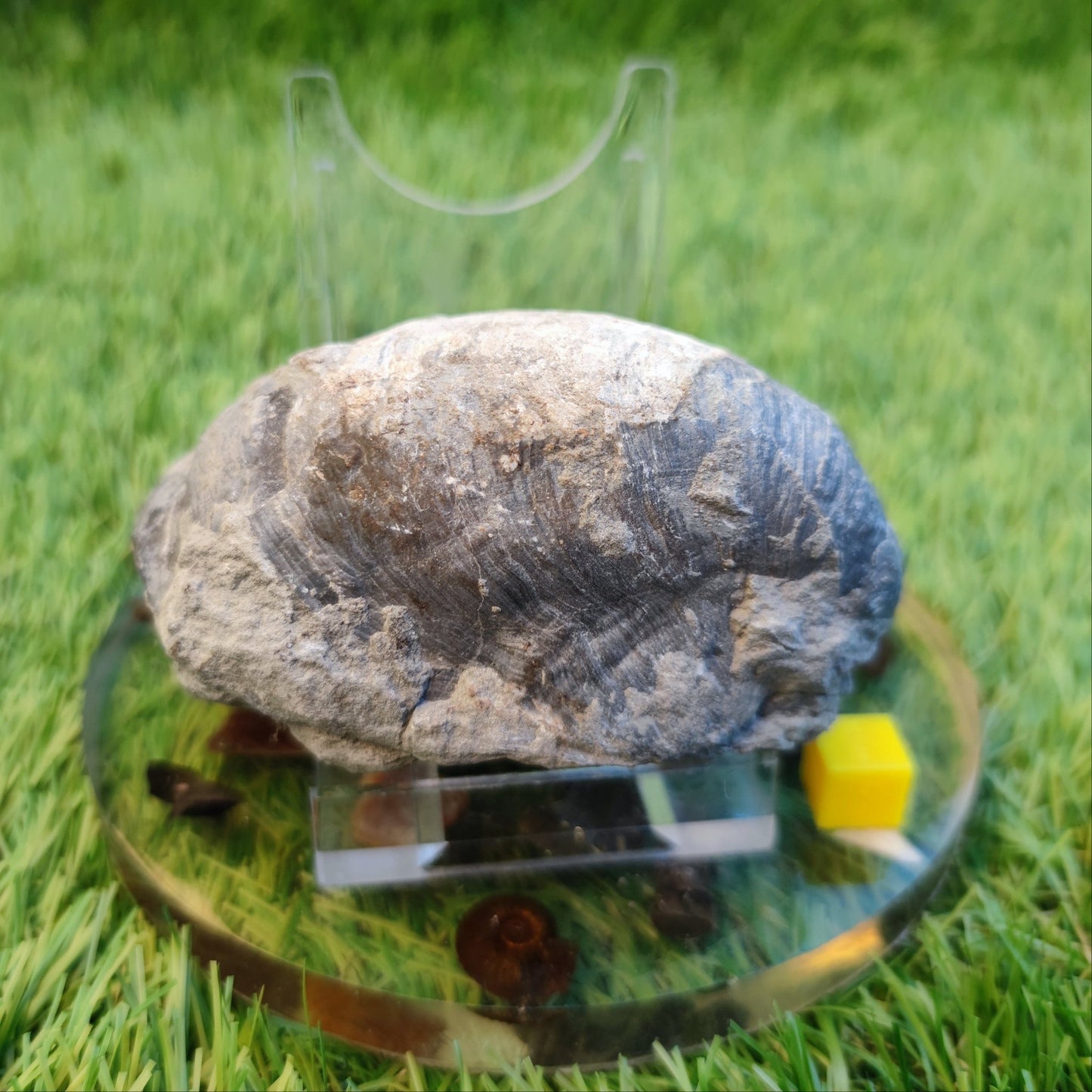 Large gryphea devil's toe nail fossil North Yorkshire fossils - North Yorkshire Fossils
