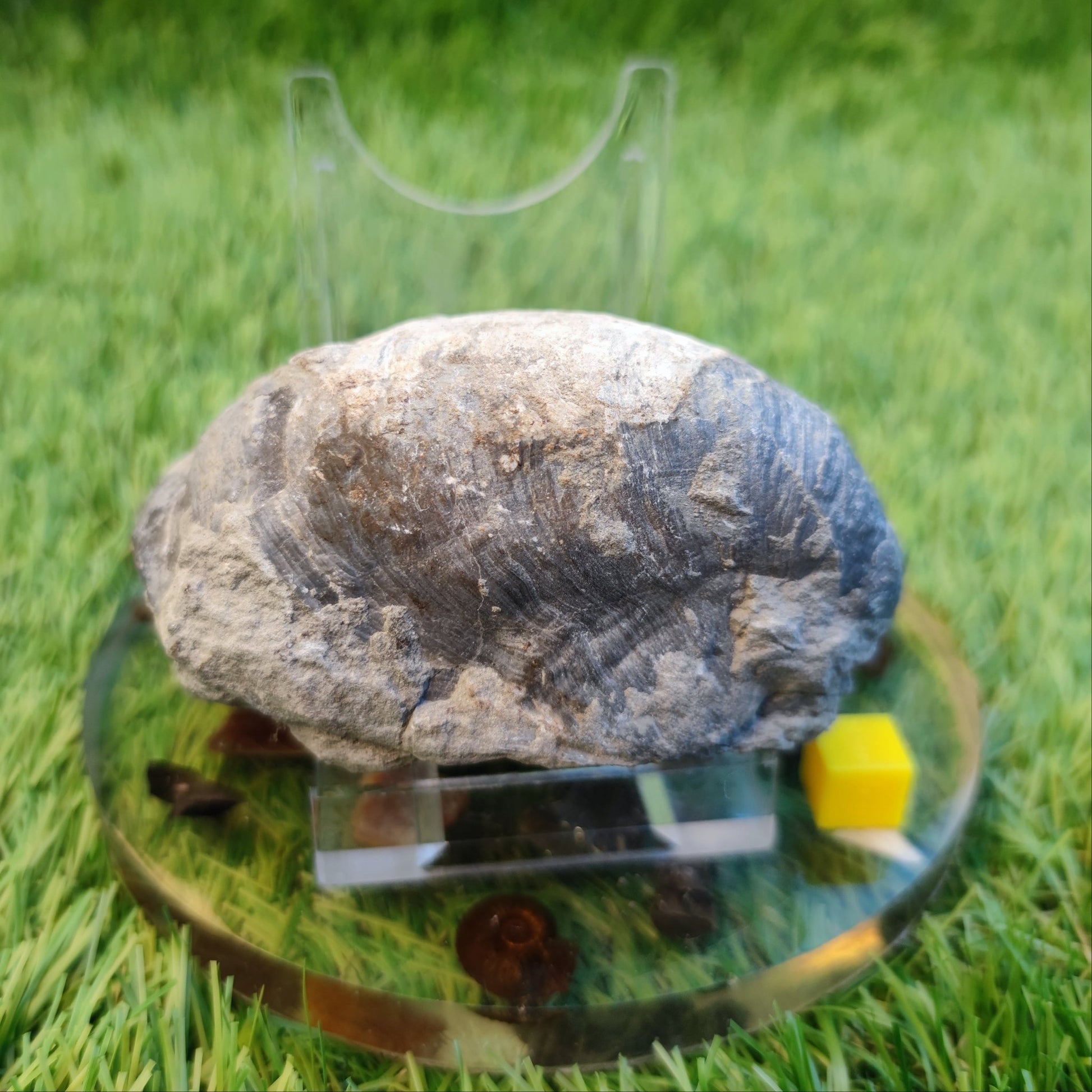 Large gryphea devil's toe nail fossil North Yorkshire fossils - North Yorkshire Fossils
