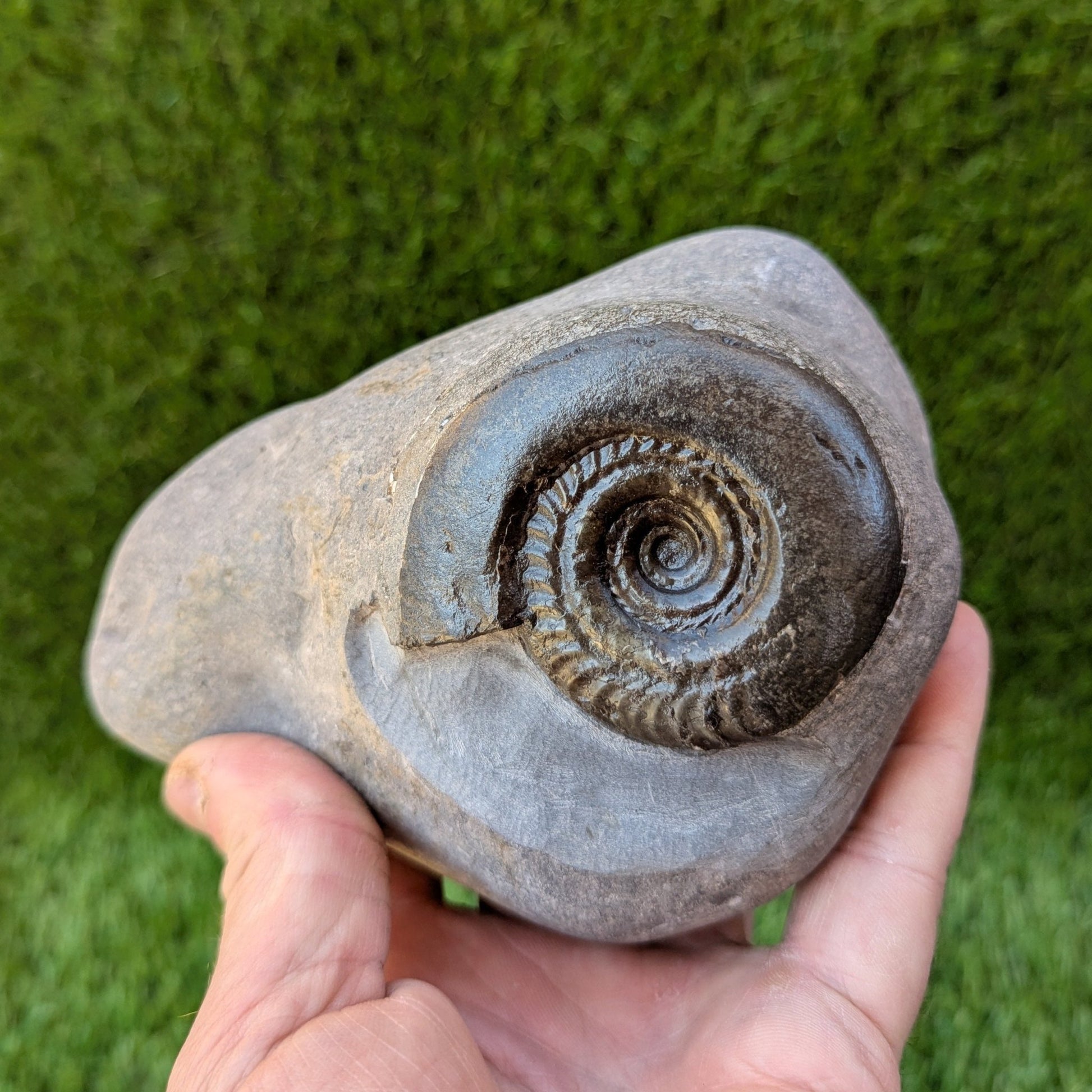 Large Hildoceras ammonite North Yorkshire fossils - North Yorkshire Fossils