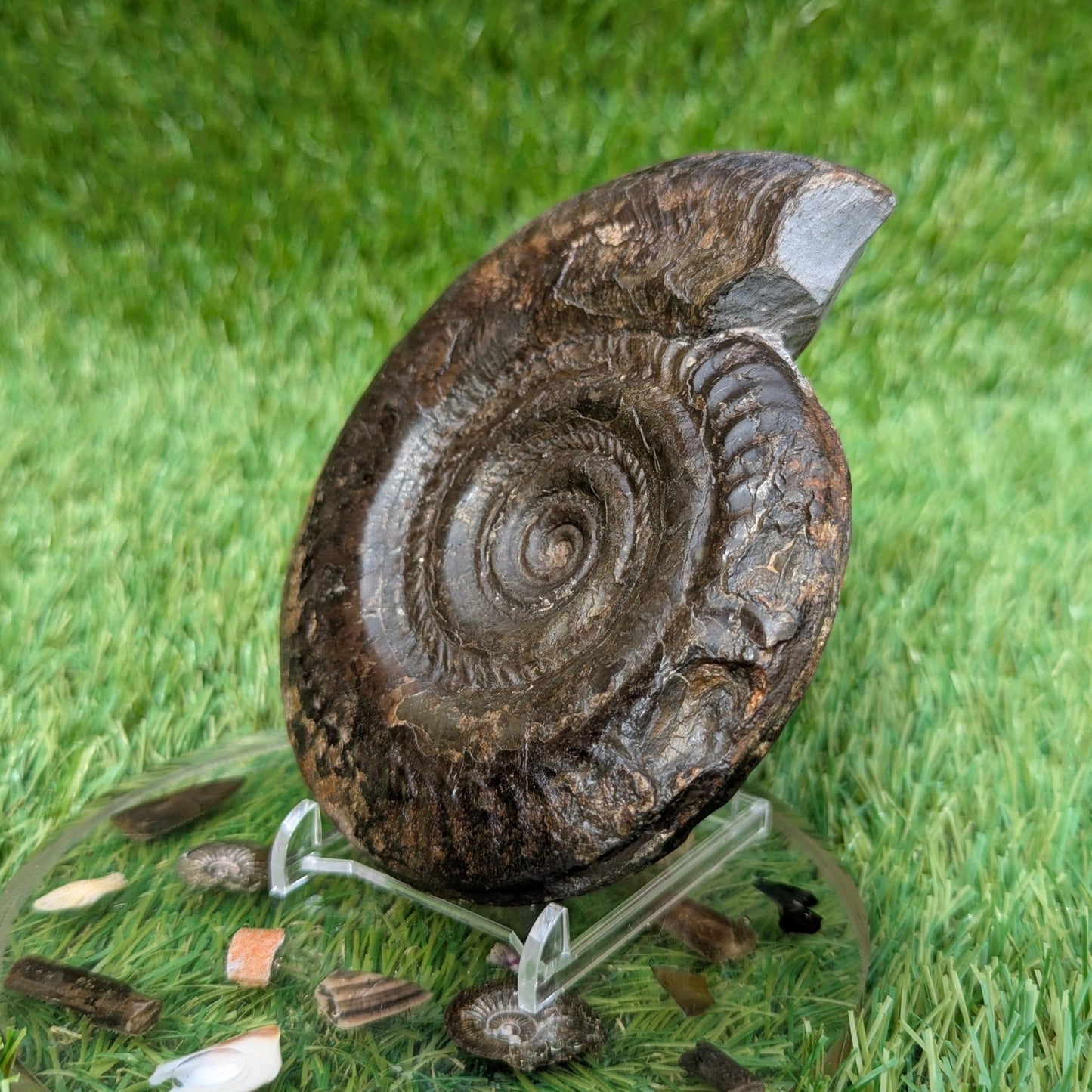 Large hildoceras ammonite North Yorkshire fossils - North Yorkshire Fossils