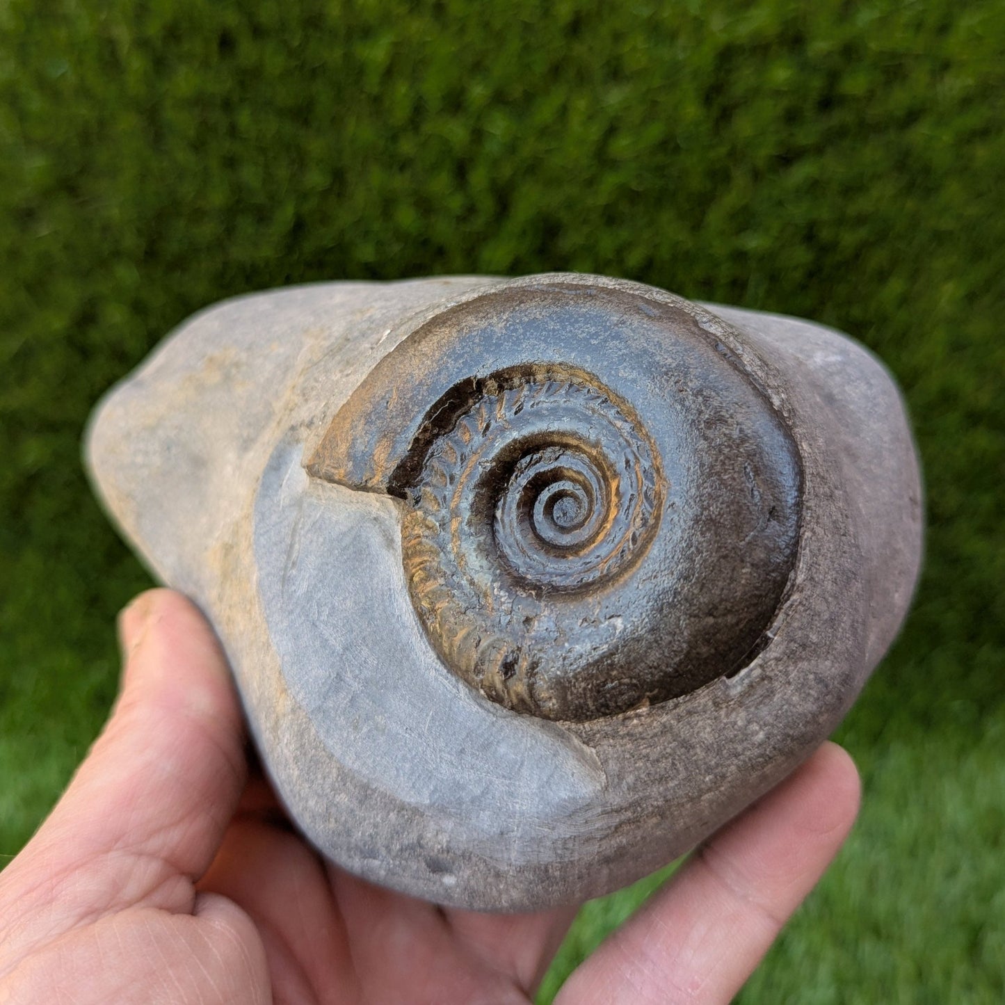 Large Hildoceras ammonite North Yorkshire fossils - North Yorkshire Fossils