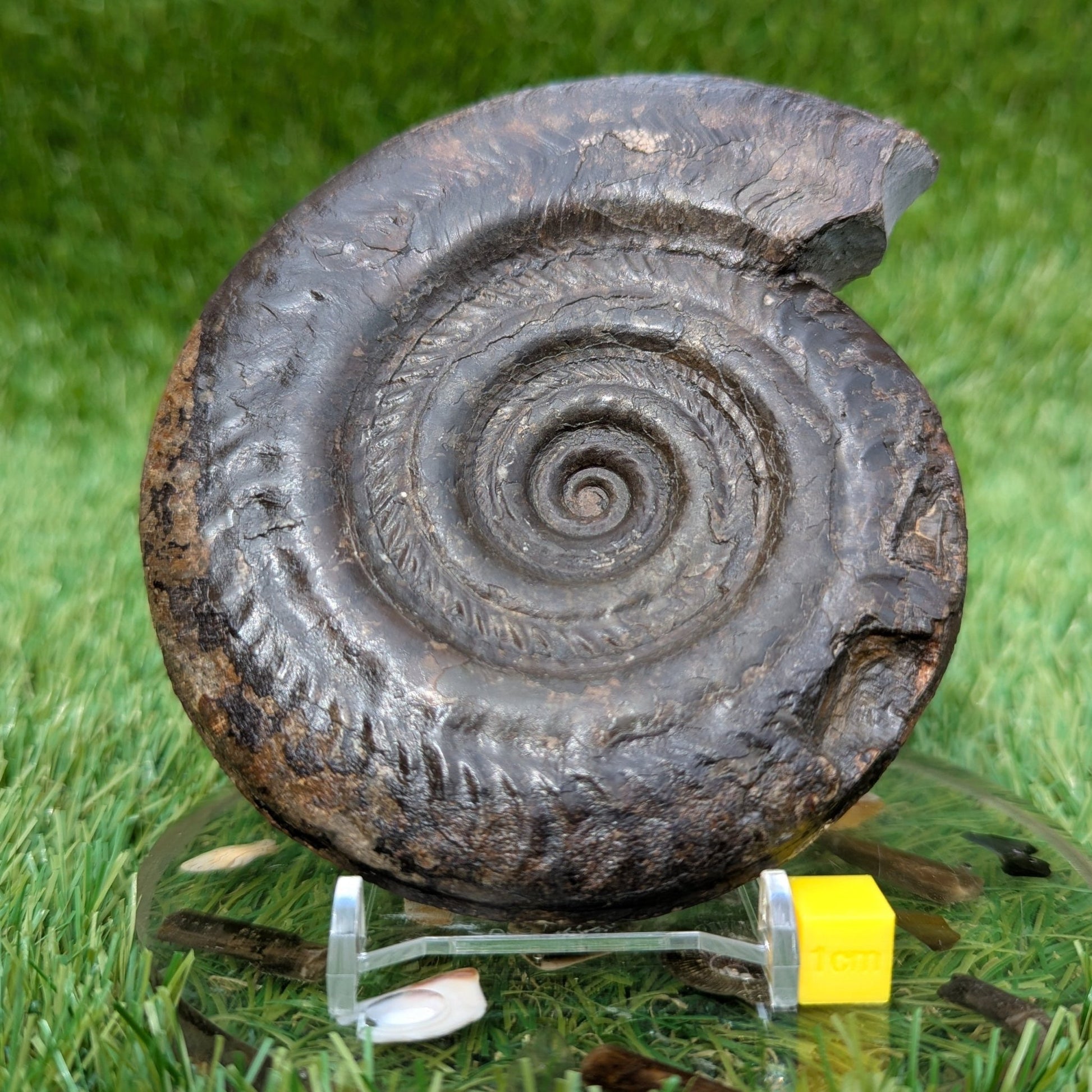 Large hildoceras ammonite North Yorkshire fossils - North Yorkshire Fossils