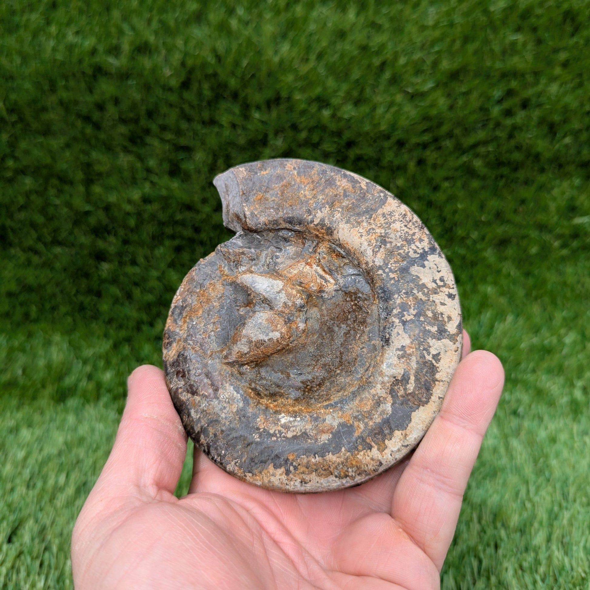 Large hildoceras ammonite North Yorkshire fossils - North Yorkshire Fossils