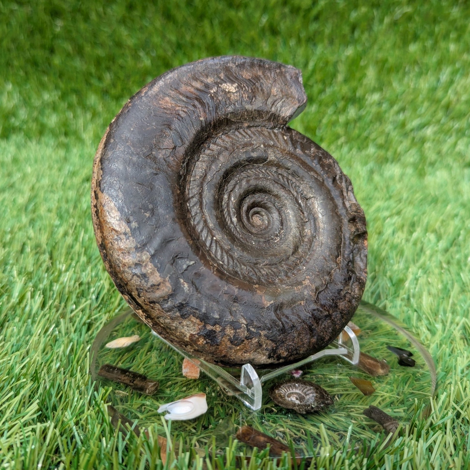 Large hildoceras ammonite North Yorkshire fossils - North Yorkshire Fossils