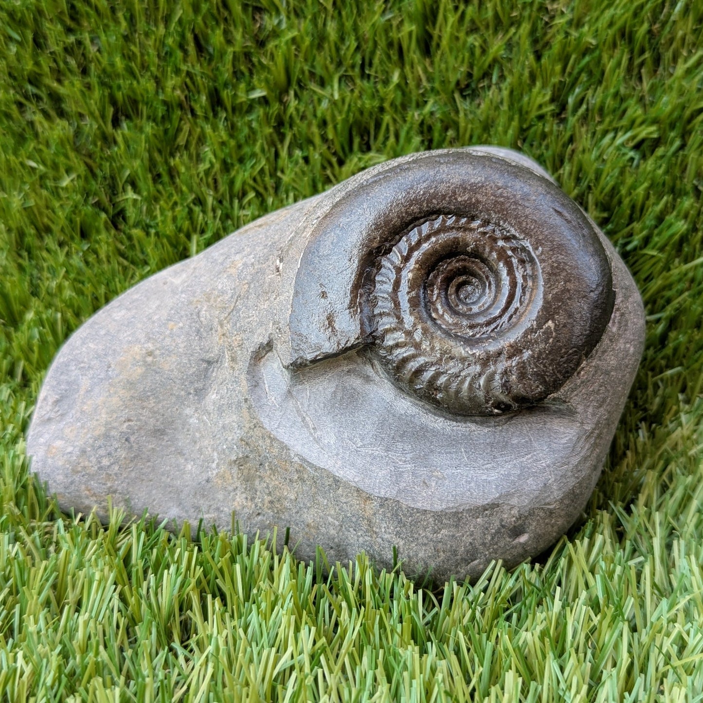 Large Hildoceras ammonite North Yorkshire fossils - North Yorkshire Fossils