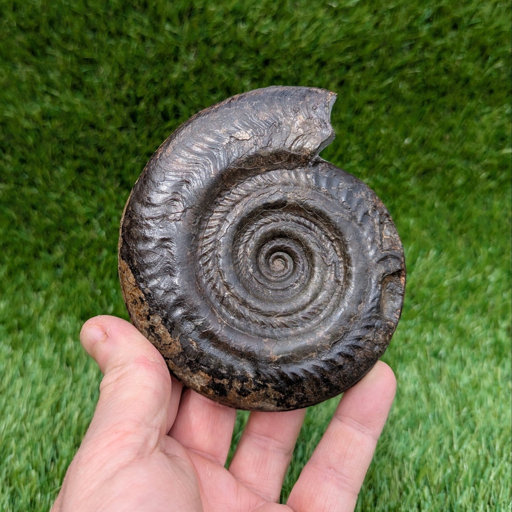 Large hildoceras ammonite North Yorkshire fossils - North Yorkshire Fossils