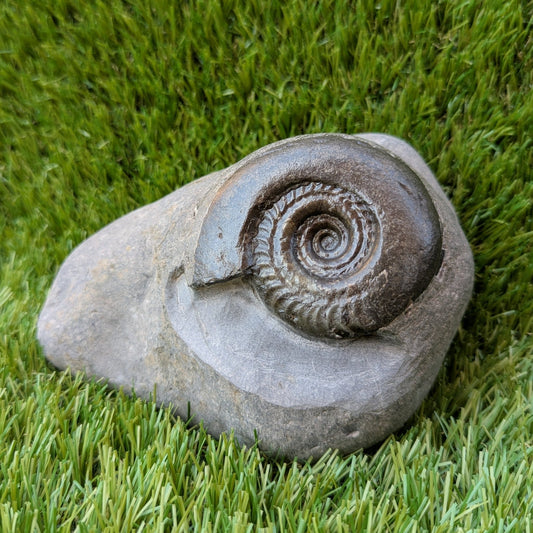 Large Hildoceras ammonite North Yorkshire fossils - North Yorkshire Fossils