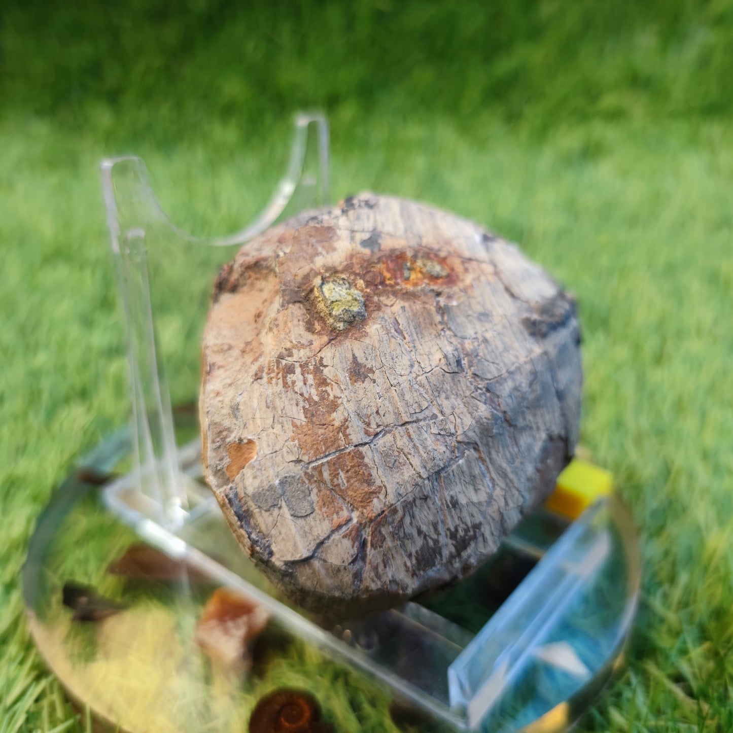Large Jurassic bivalve shell fossil North Yorkshire fossils - North Yorkshire Fossils