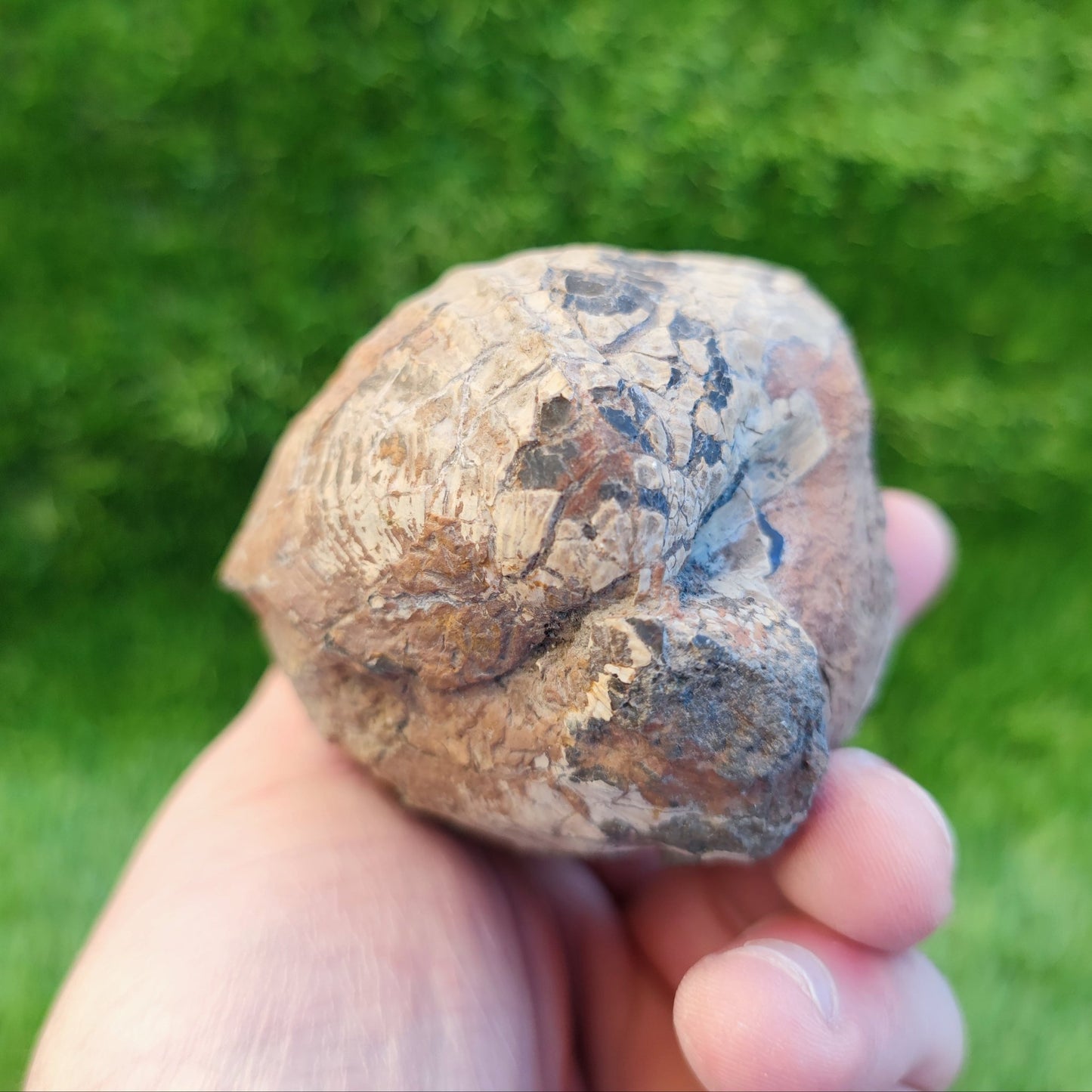 Large Jurassic bivalve shell fossil North Yorkshire fossils - North Yorkshire Fossils