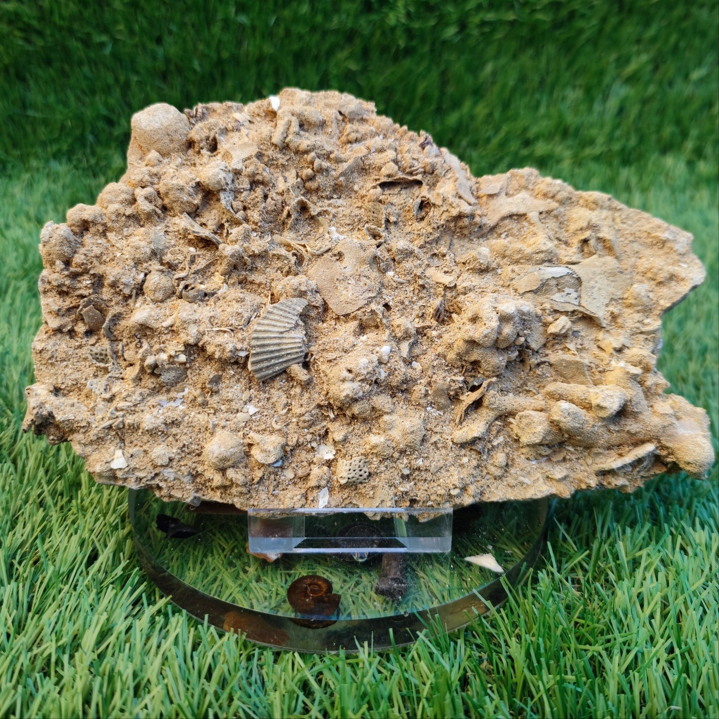 Large Jurassic coral and shell block - North Yorkshire Fossils