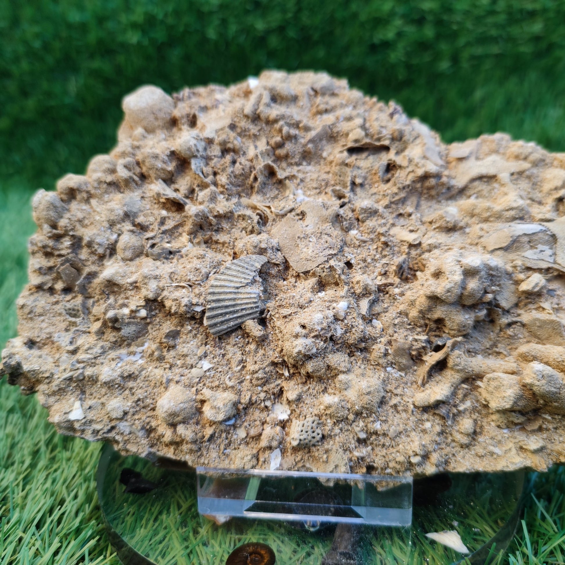 Large Jurassic coral and shell block - North Yorkshire Fossils
