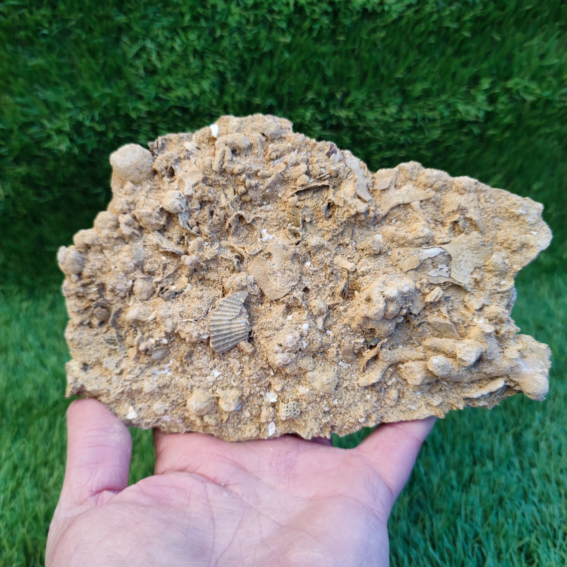 Large Jurassic coral and shell block - North Yorkshire Fossils