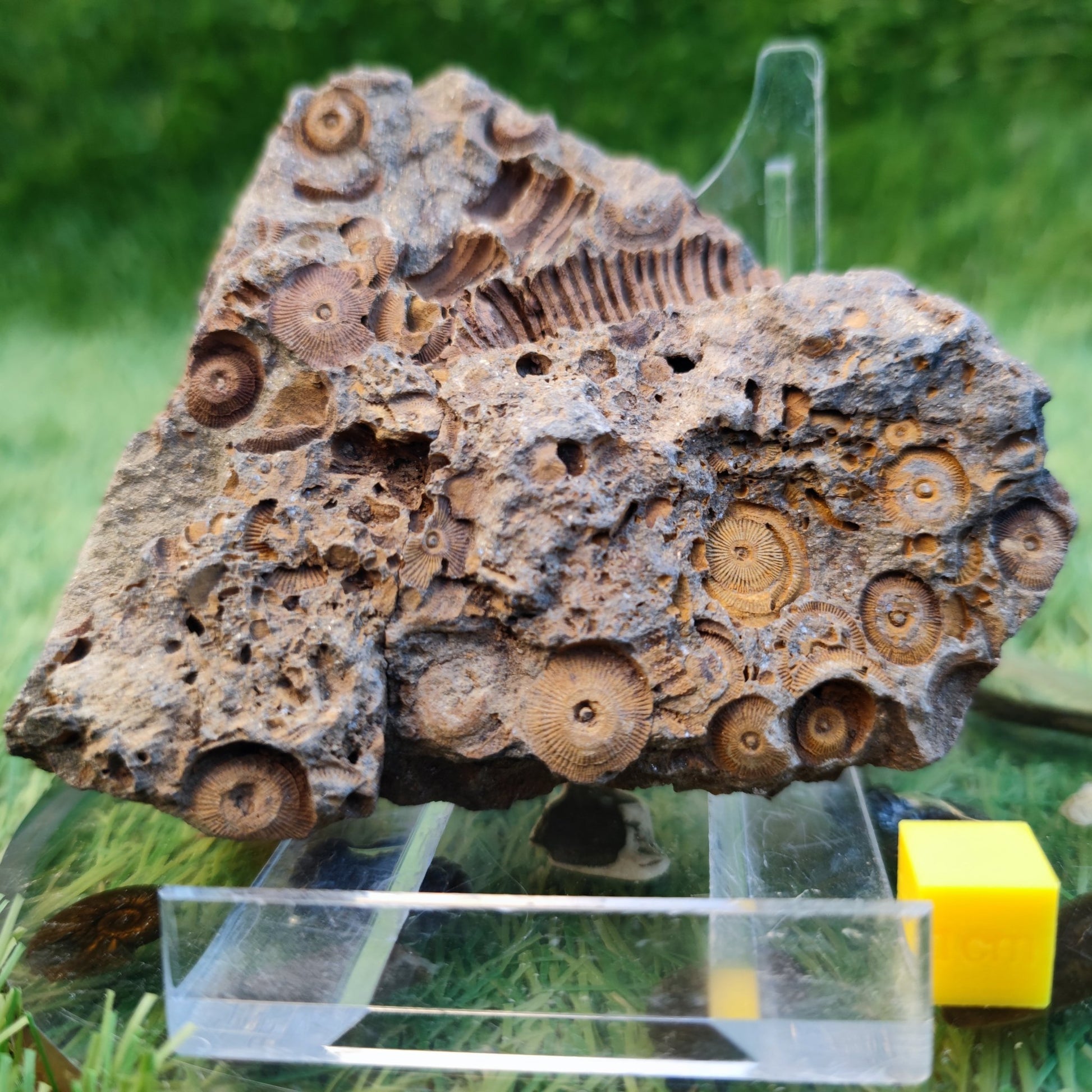 Large Jurassic coral fossil - North Yorkshire Fossils