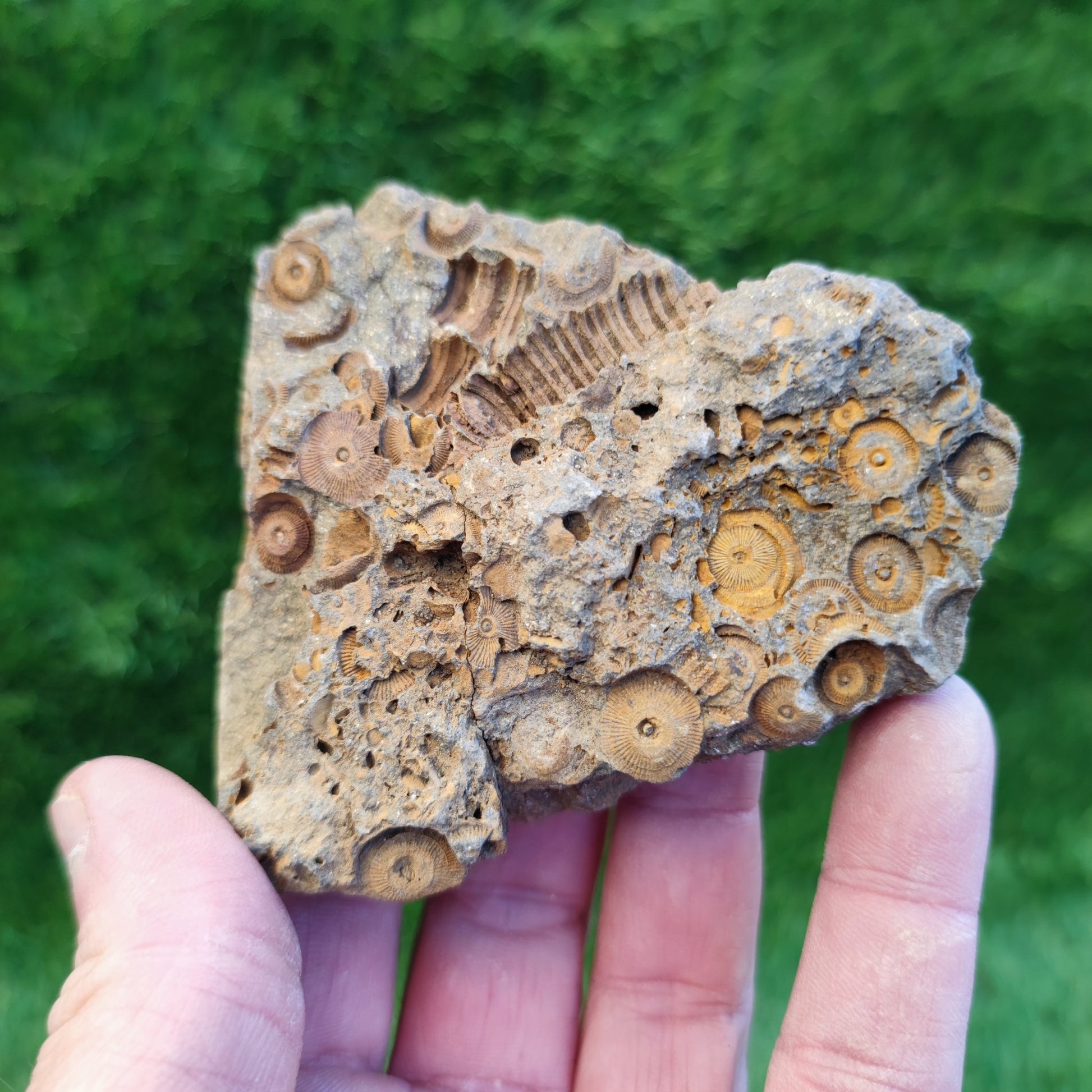 Large Jurassic coral fossil - North Yorkshire Fossils