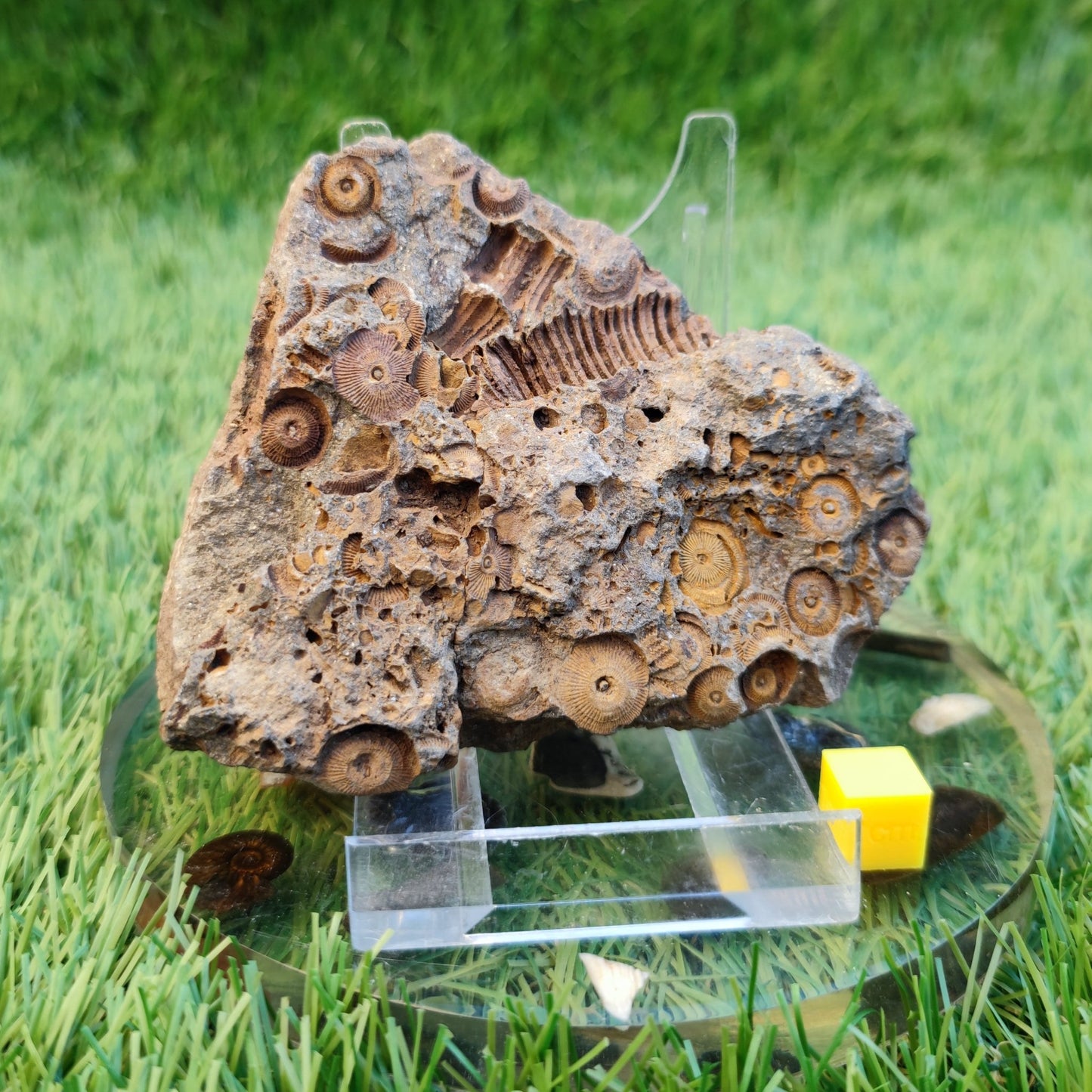 Large Jurassic coral fossil - North Yorkshire Fossils