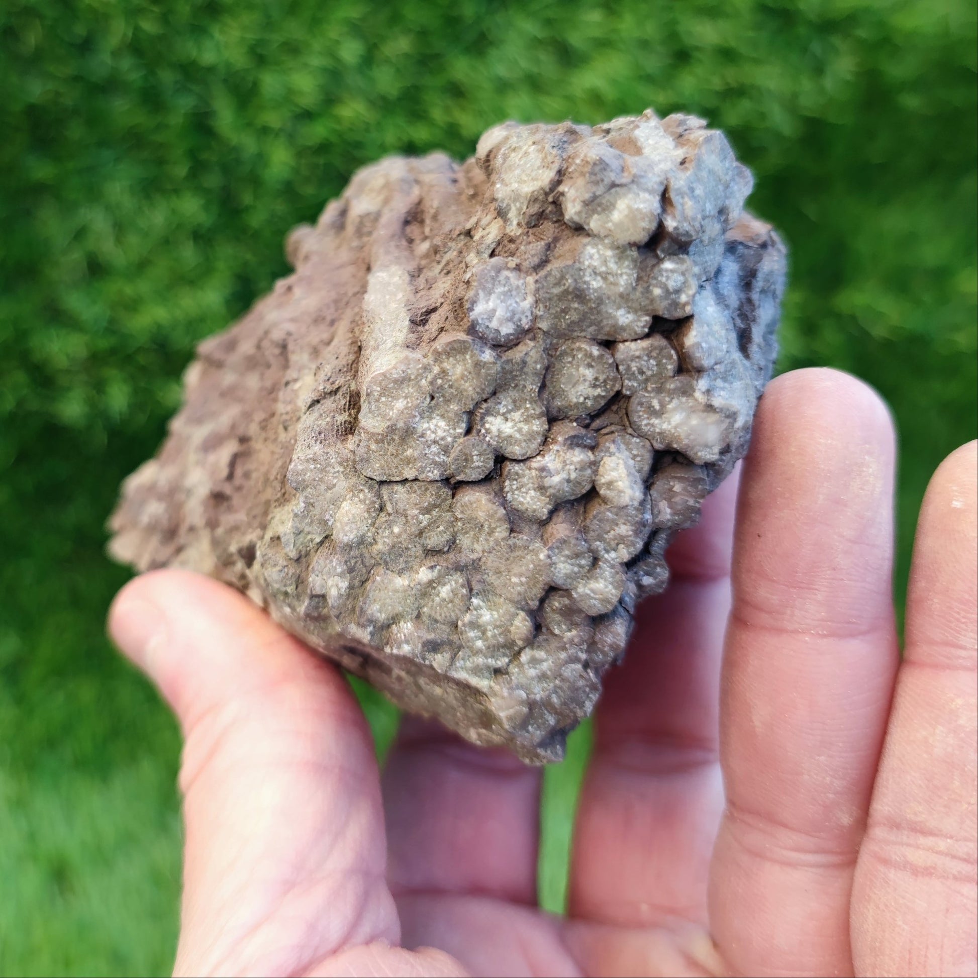 Large Jurassic coral fossil - North Yorkshire Fossils