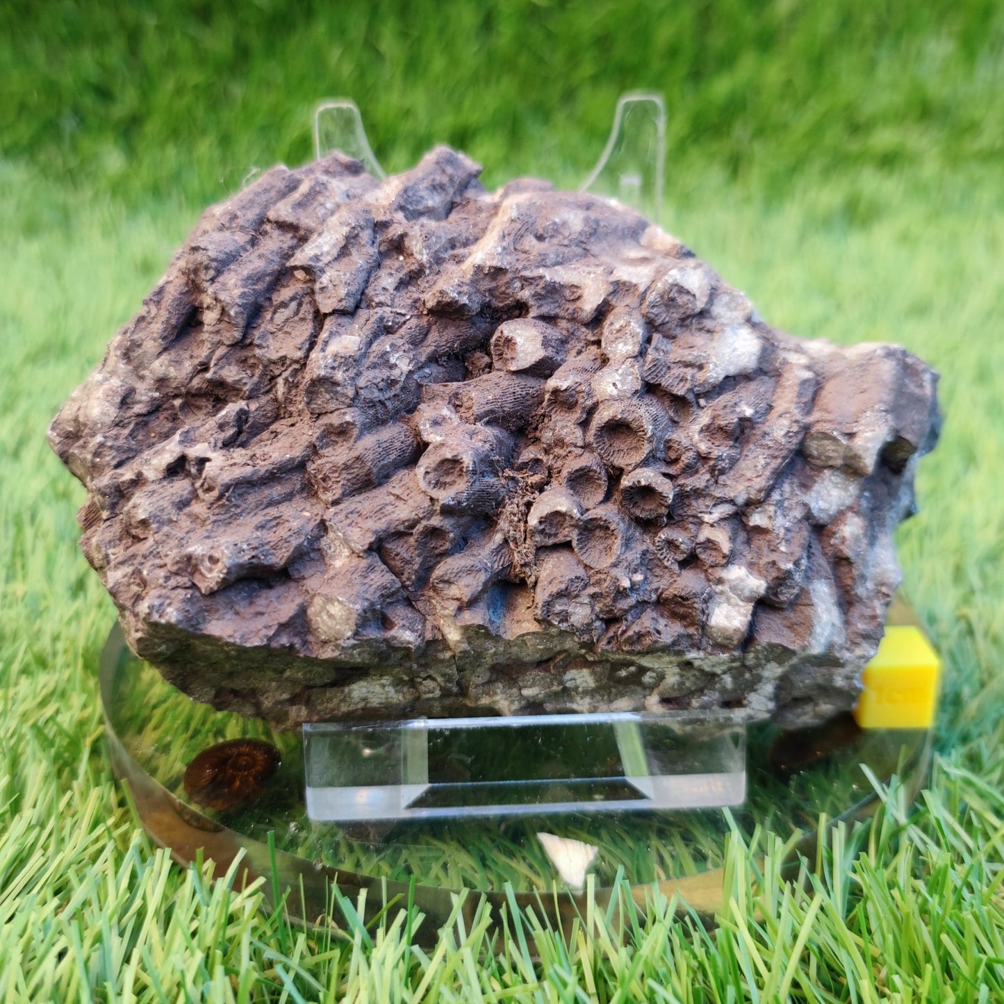 Large Jurassic coral fossil - North Yorkshire Fossils