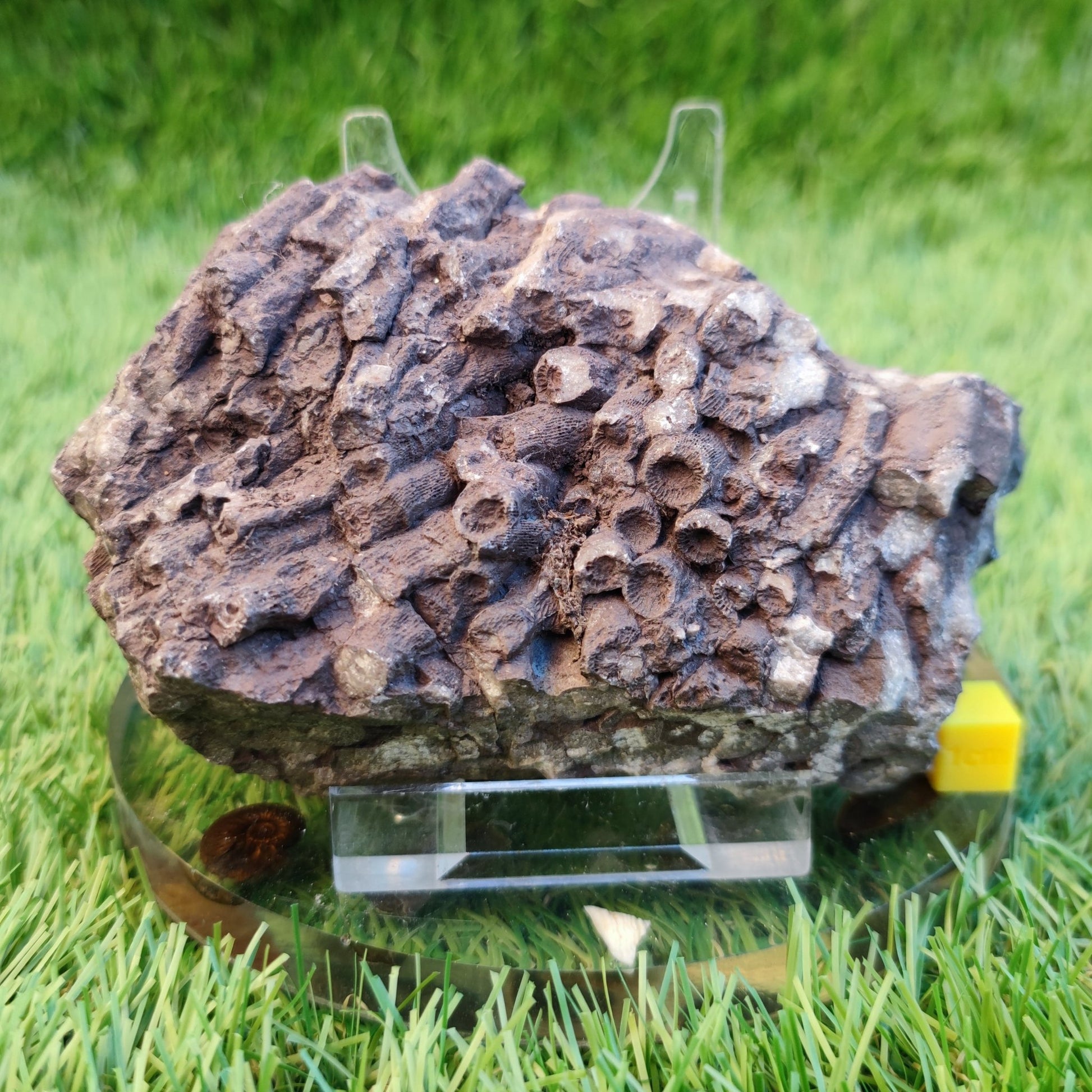 Large Jurassic coral fossil - North Yorkshire Fossils