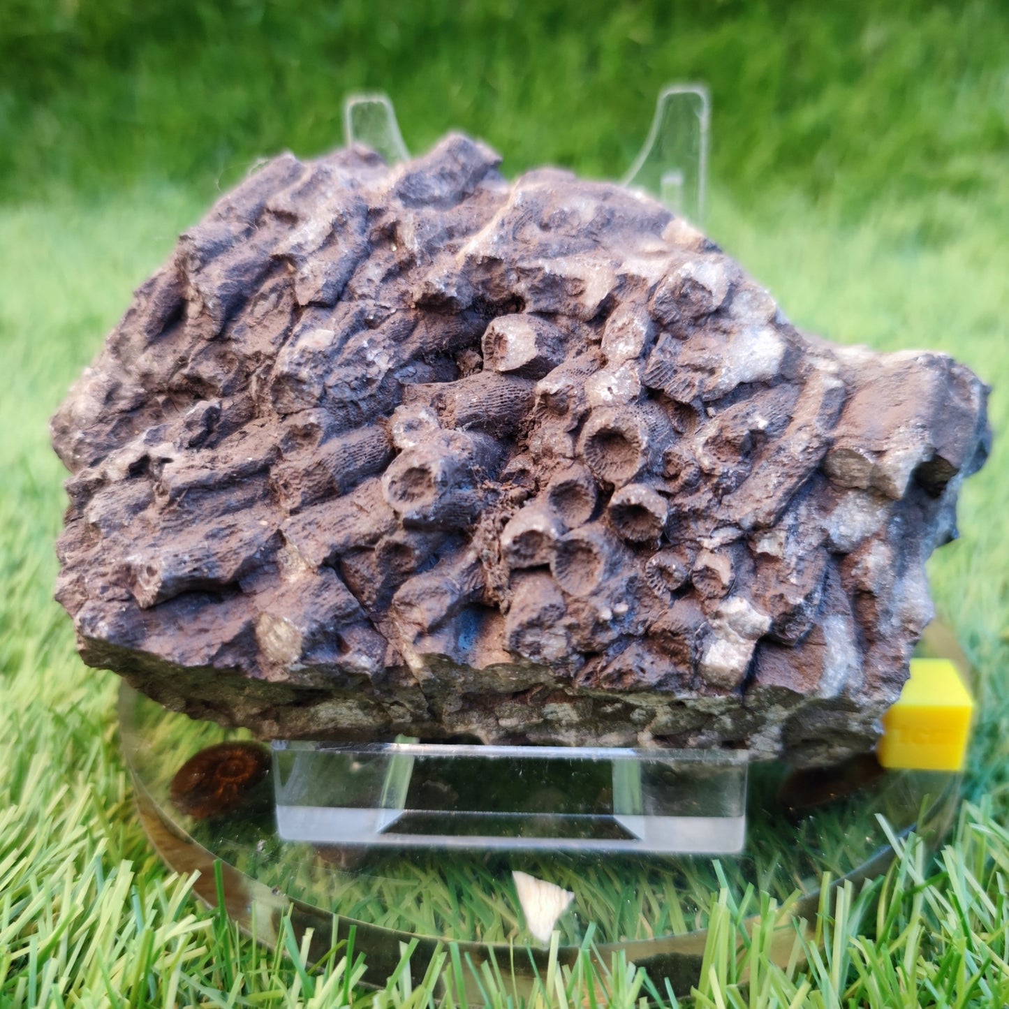 Large Jurassic coral fossil - North Yorkshire Fossils
