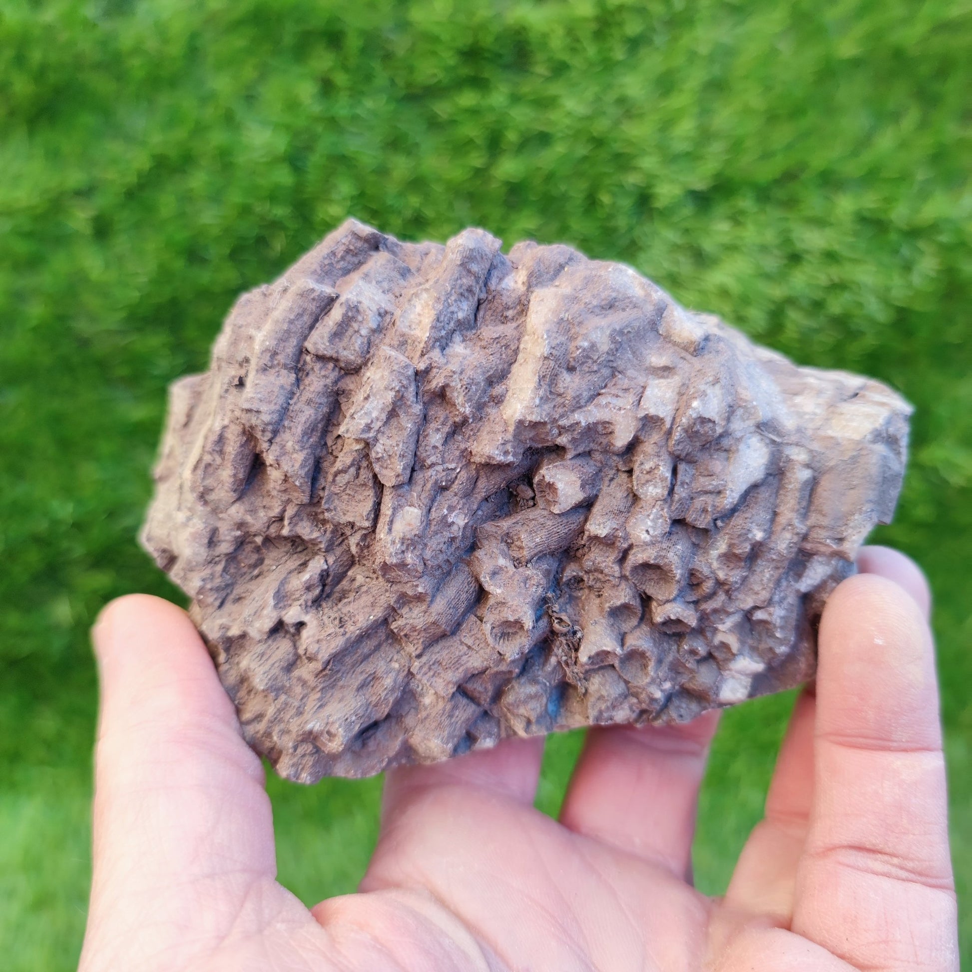 Large Jurassic coral fossil - North Yorkshire Fossils