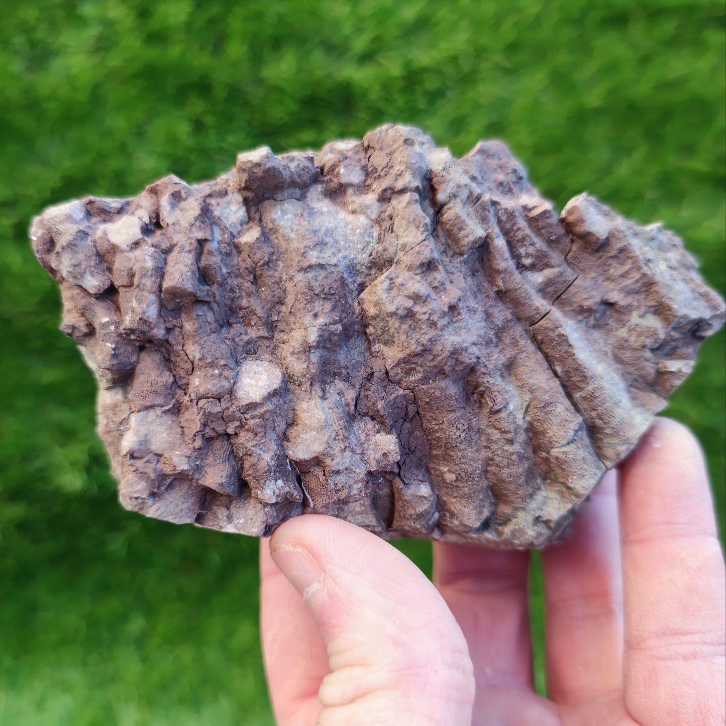 Large Jurassic coral fossil - North Yorkshire Fossils