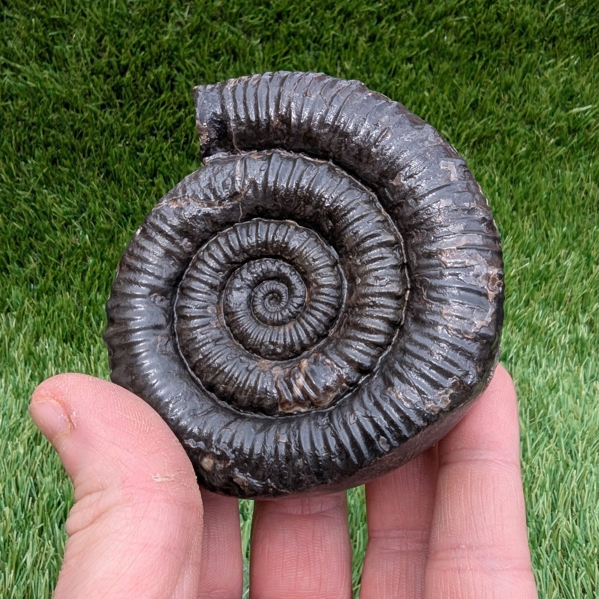 Large porpoceras ammonite North Yorkshire fossils - North Yorkshire Fossils