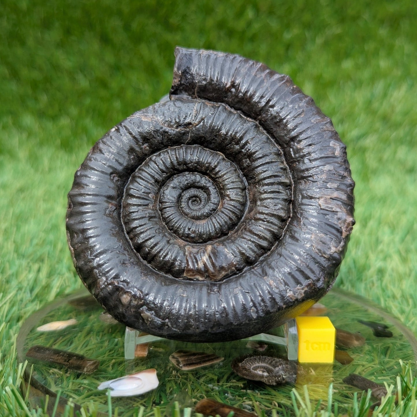 Large porpoceras ammonite North Yorkshire fossils - North Yorkshire Fossils