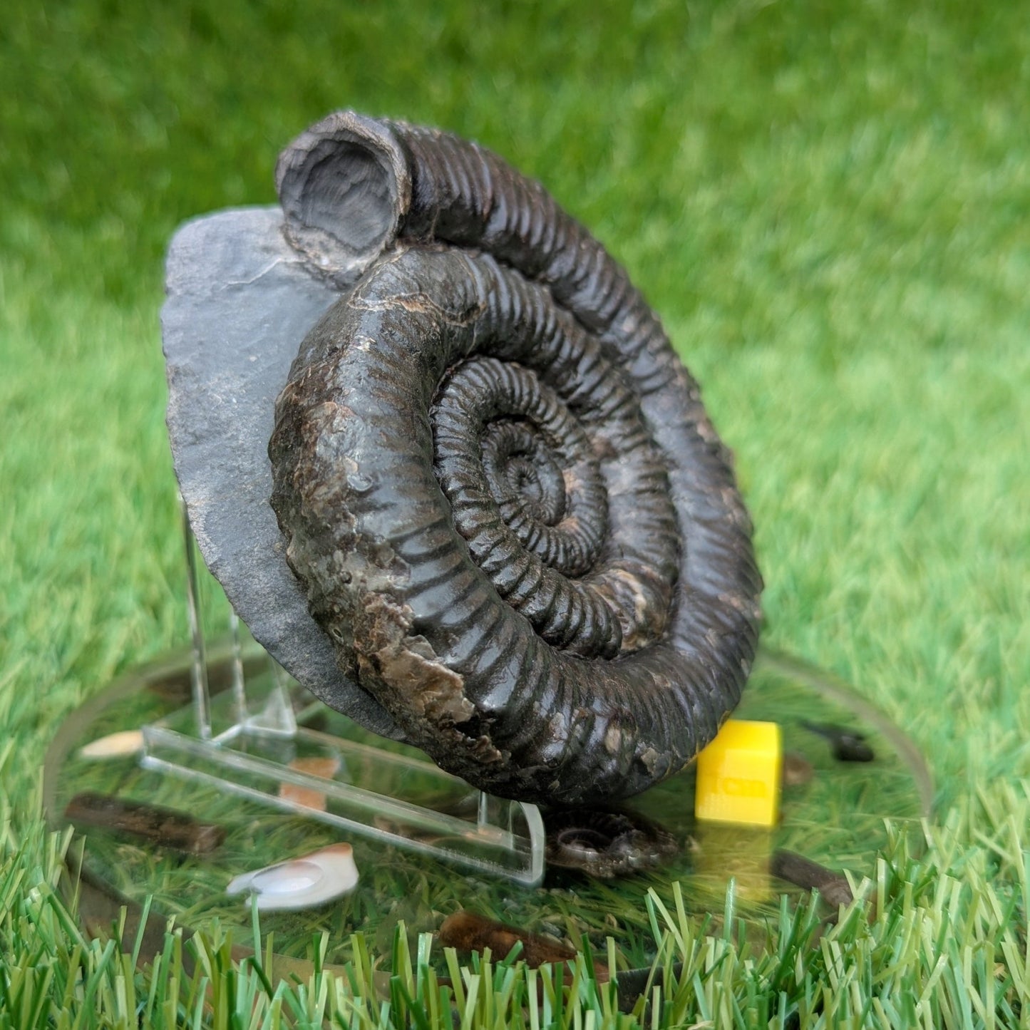 Large porpoceras ammonite North Yorkshire fossils - North Yorkshire Fossils