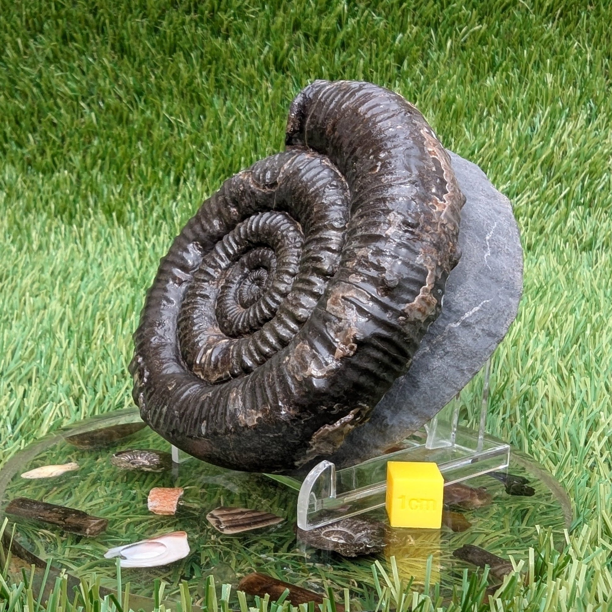 Large porpoceras ammonite North Yorkshire fossils - North Yorkshire Fossils