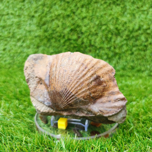 Large scallop fossil Staithes North Yorkshire UK - North Yorkshire Fossils
