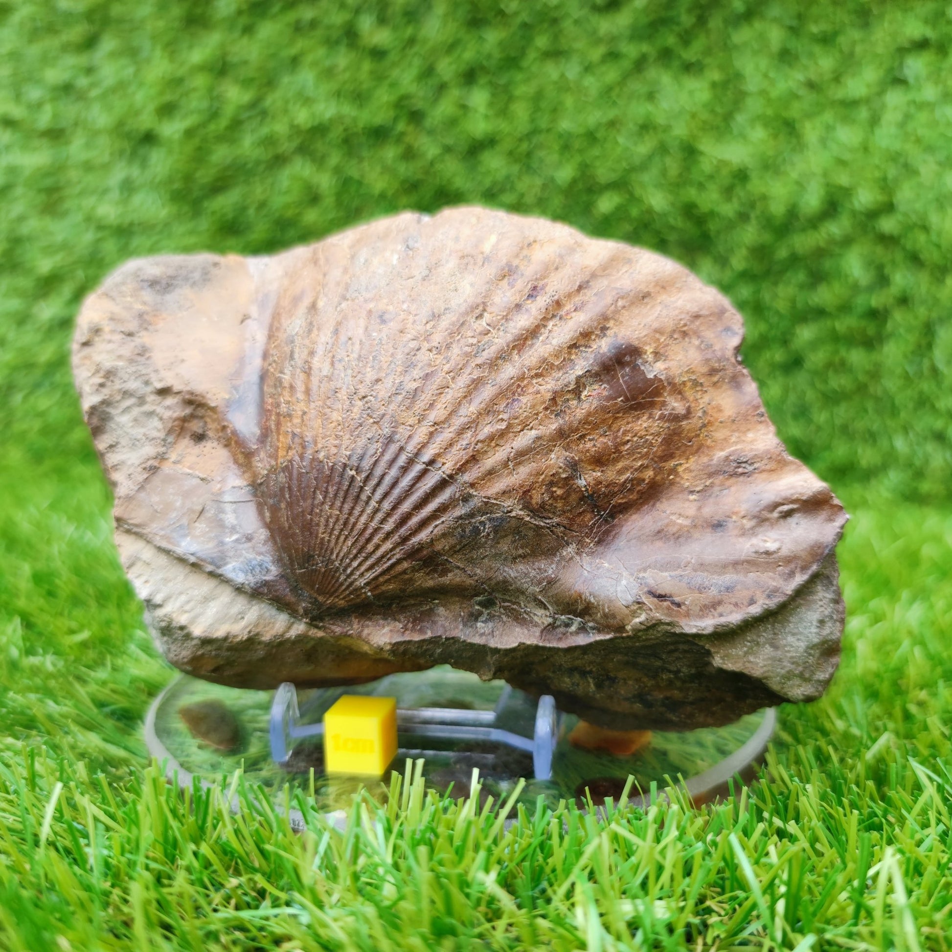 Large scallop fossil Staithes North Yorkshire UK - North Yorkshire Fossils