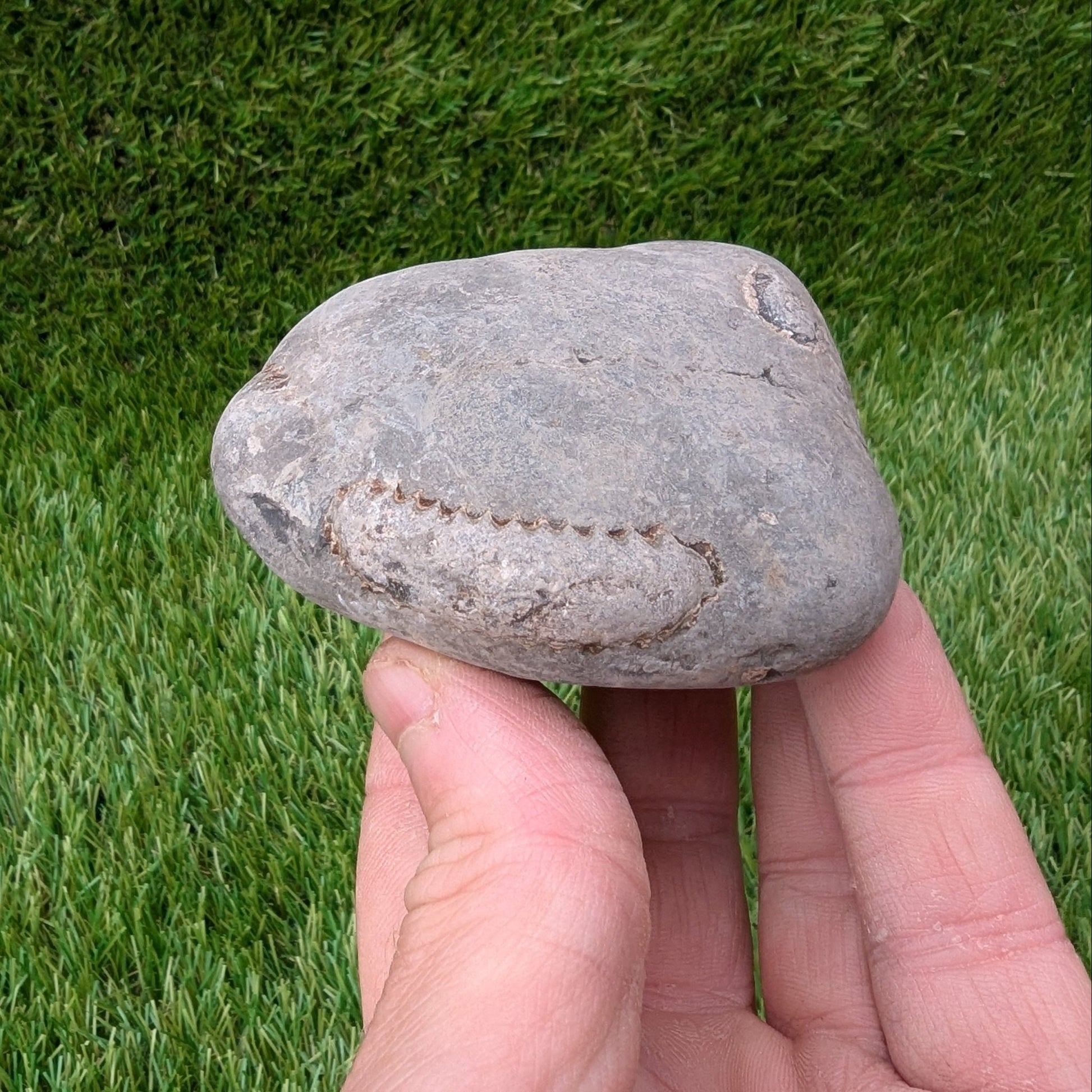 Large split your own/ prepare your own ammonite fossil - North Yorkshire Fossils