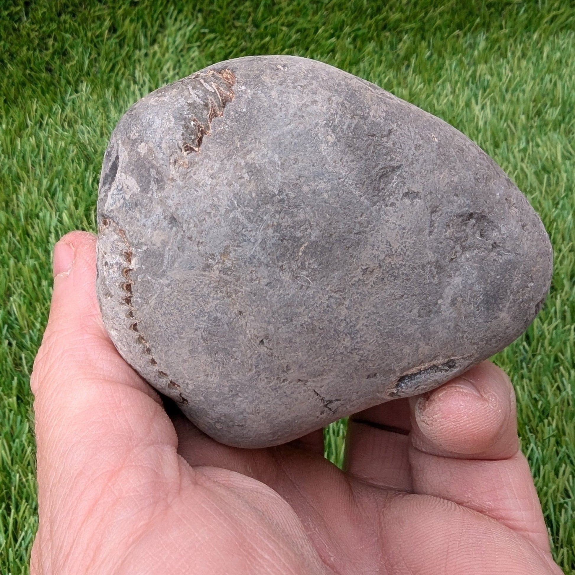 Large split your own/ prepare your own ammonite fossil - North Yorkshire Fossils