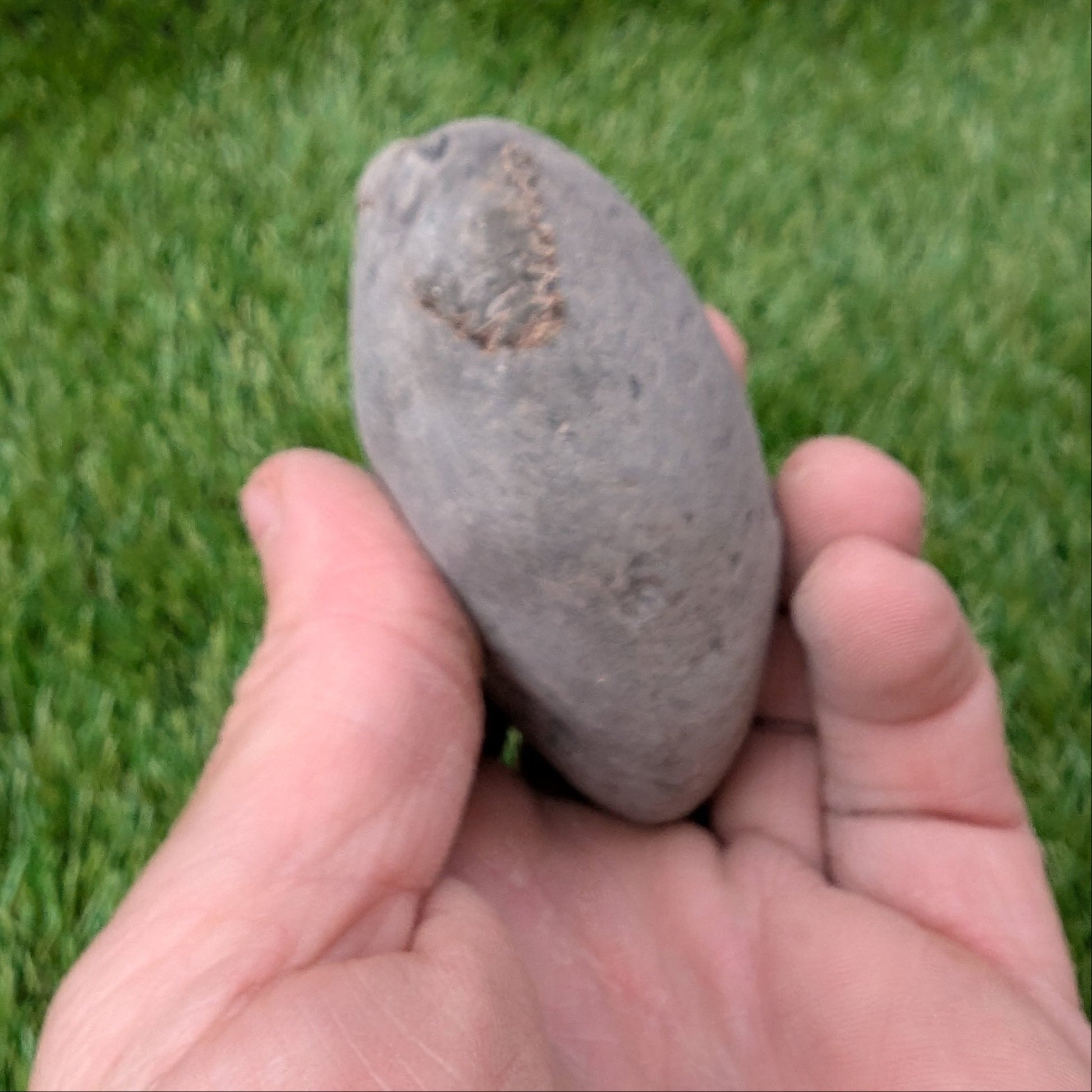Large split your own/ prepare your own ammonite fossil - North Yorkshire Fossils