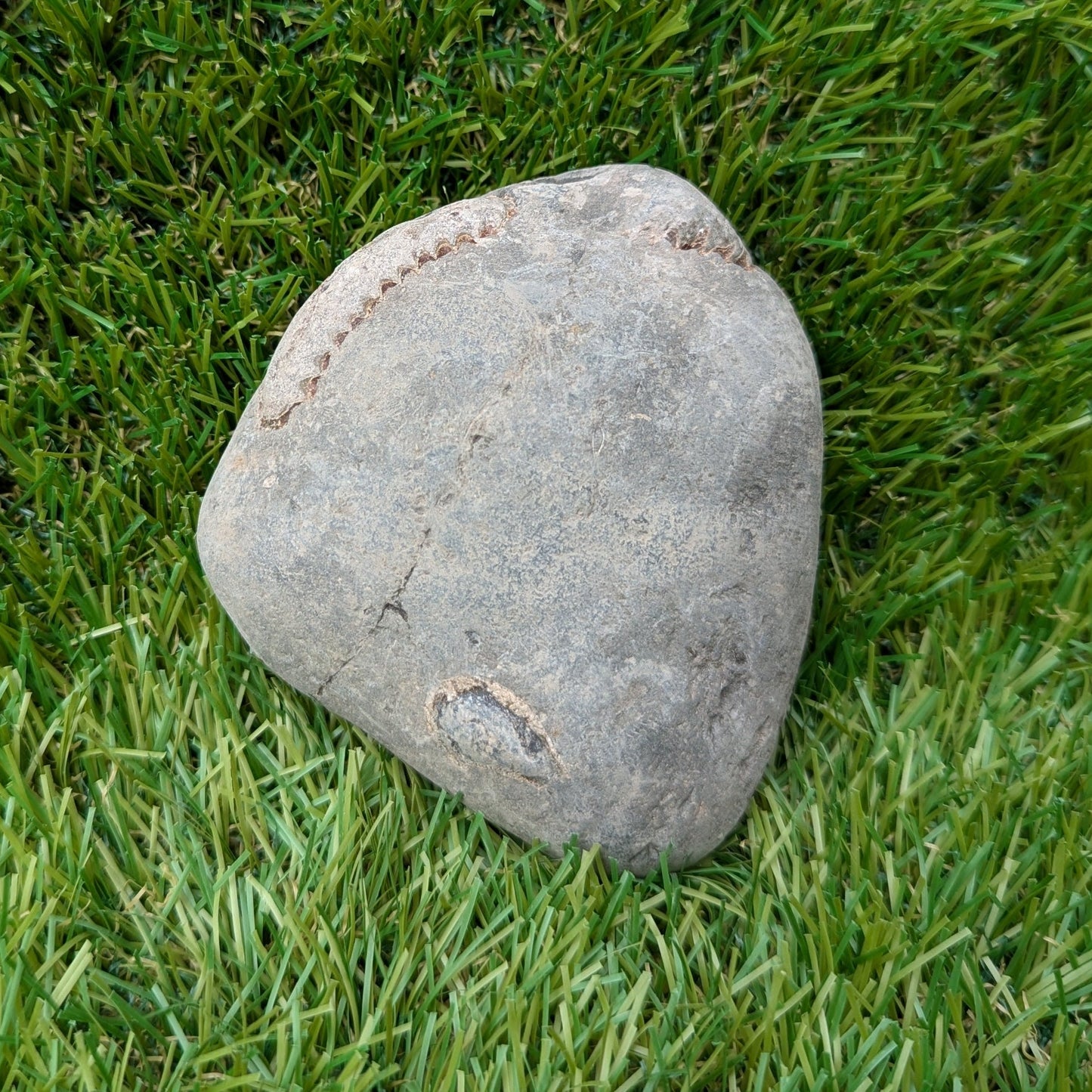 Large split your own/ prepare your own ammonite fossil - North Yorkshire Fossils