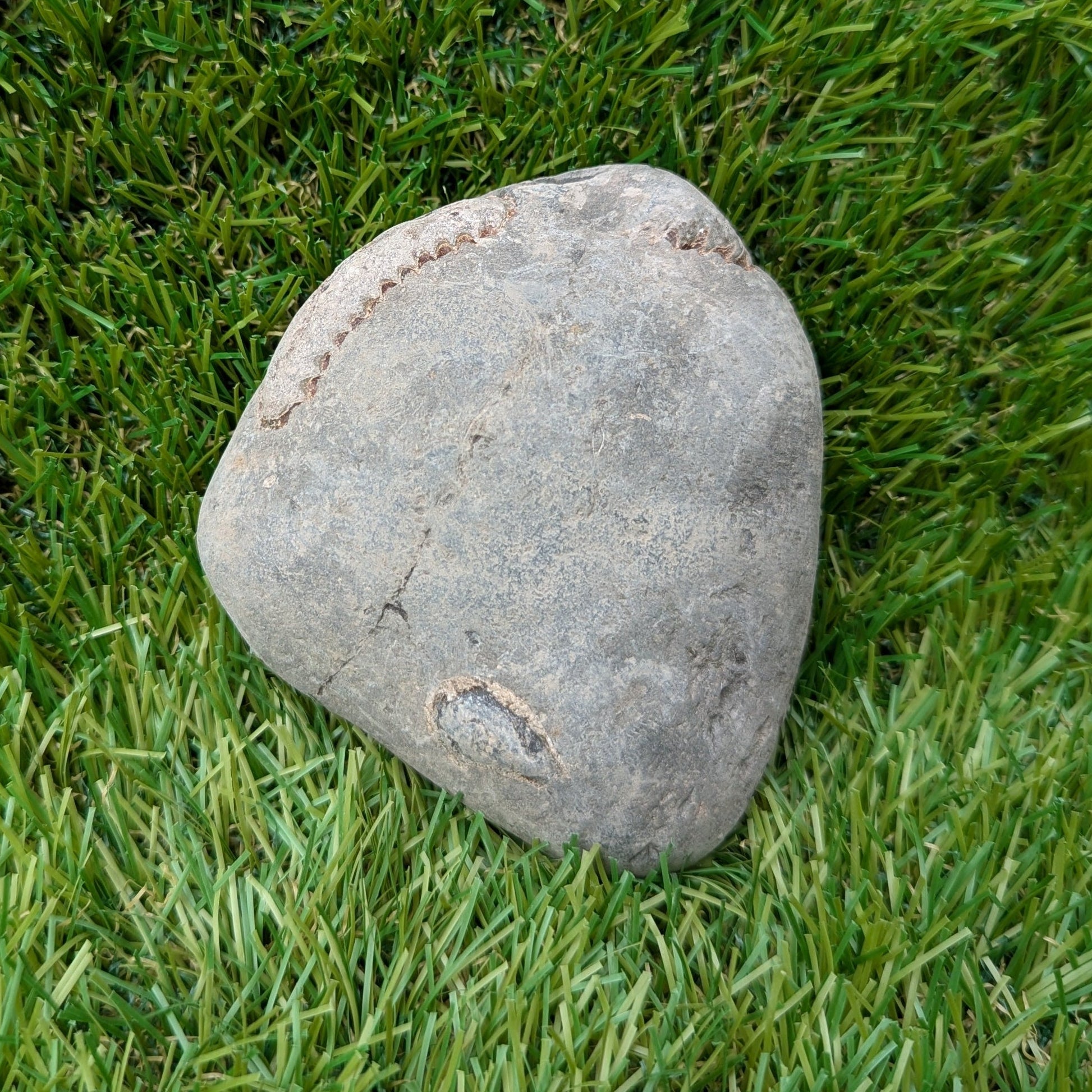 Large split your own/ prepare your own ammonite fossil - North Yorkshire Fossils