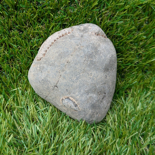 Large split your own/ prepare your own ammonite fossil - North Yorkshire Fossils