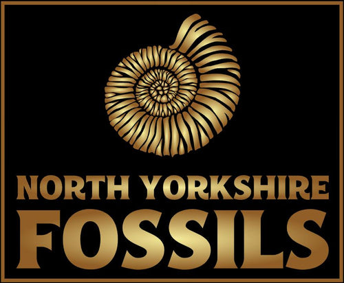 North Yorkshire Fossils